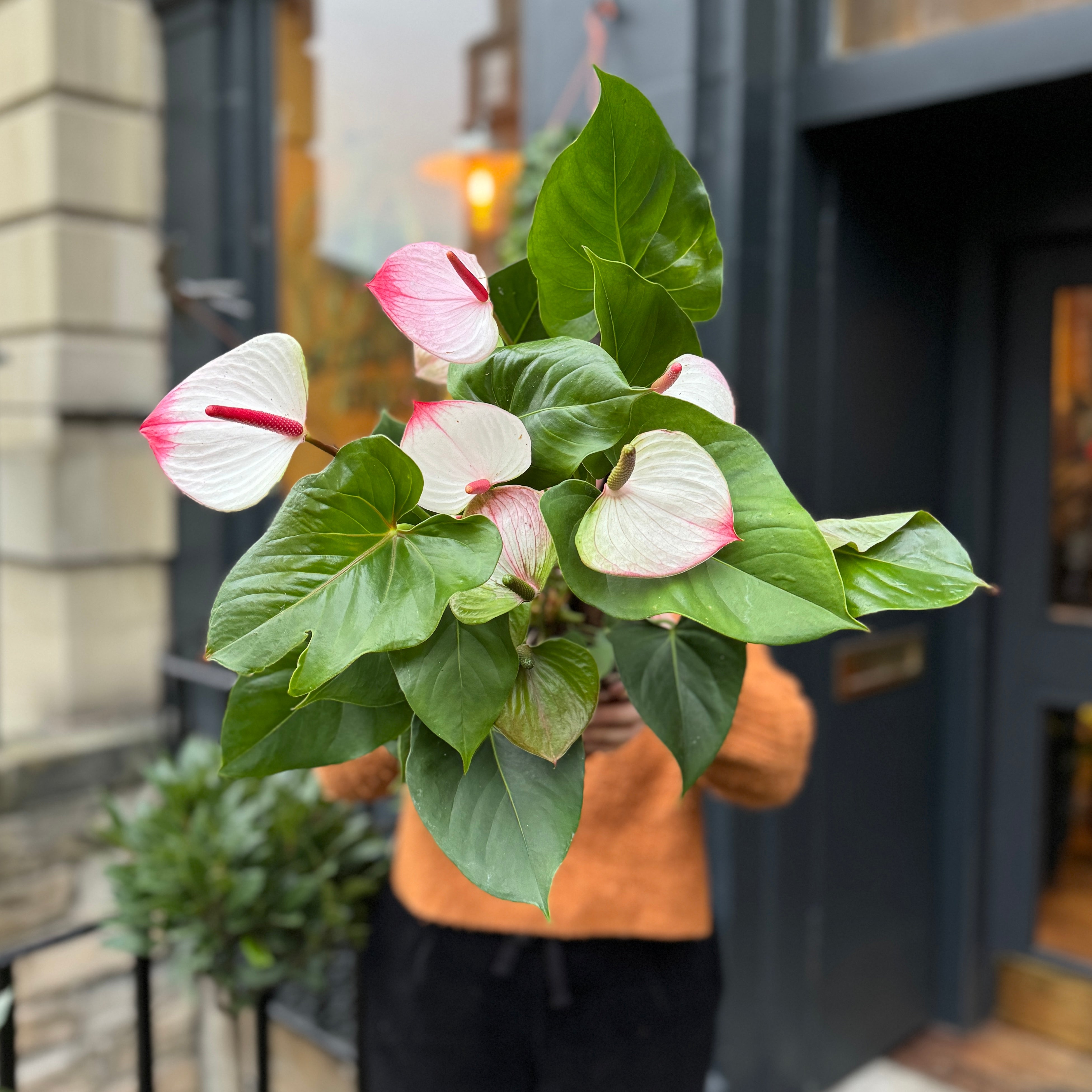 Anthurium 'Amalia Elegance'