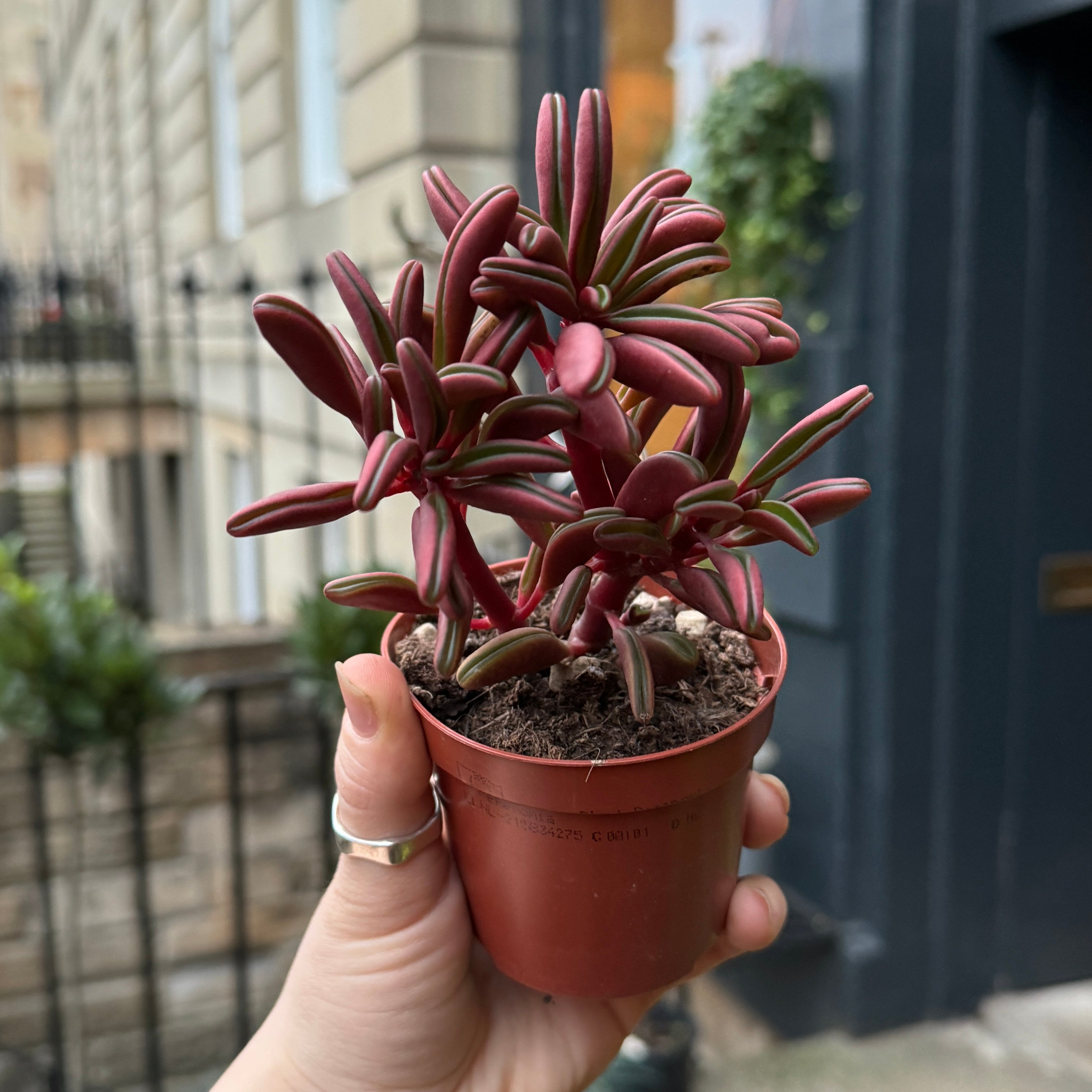 Peperomia graveolens (8.5cm pot)