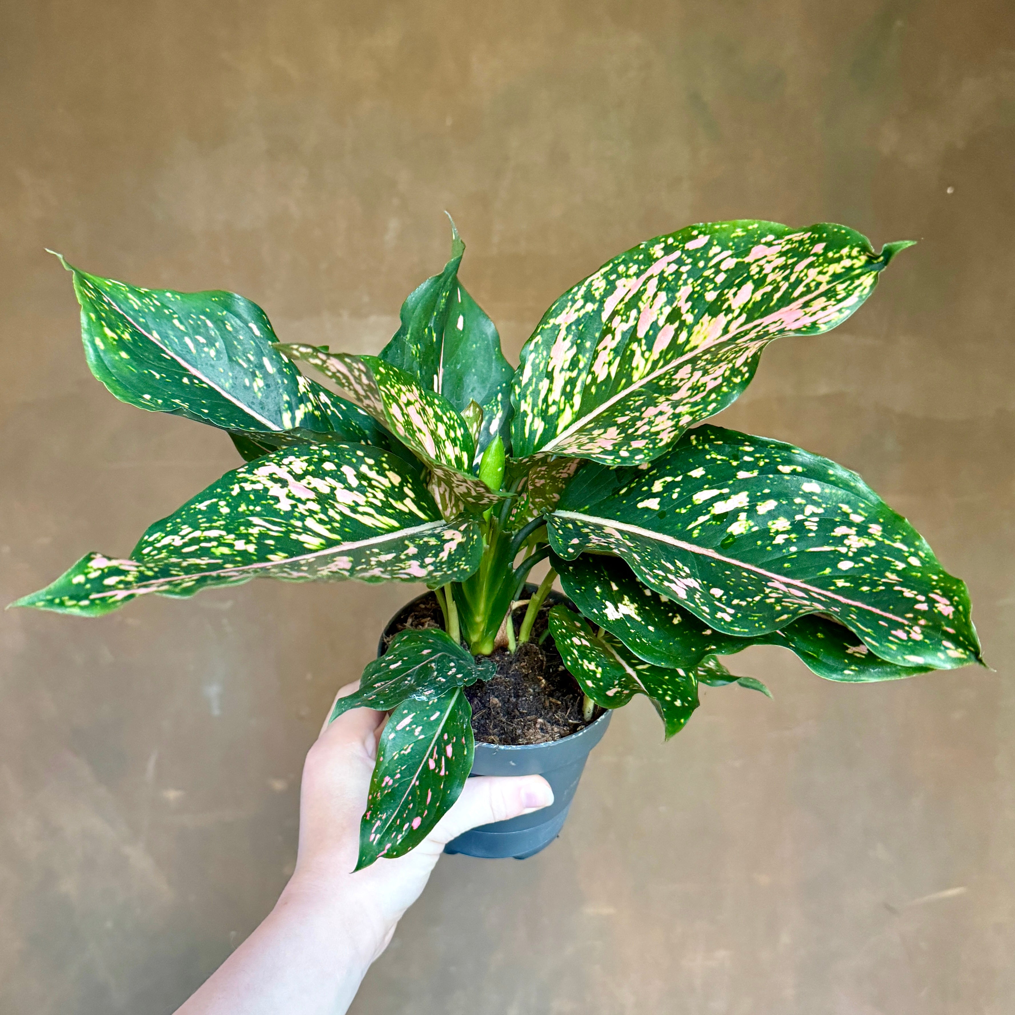 Aglaonema 'Pink Leopard'