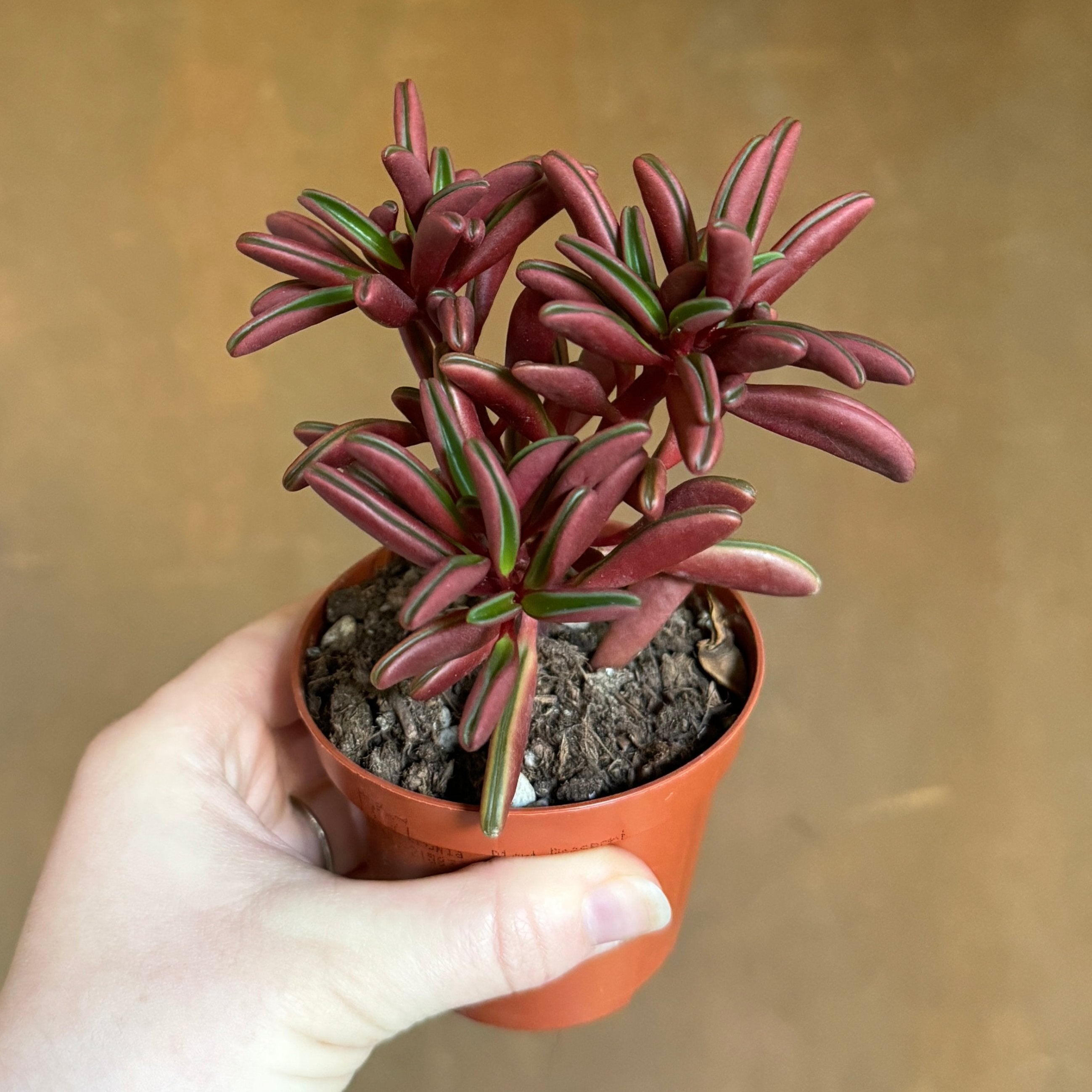 Peperomia graveolens (8.5cm pot)