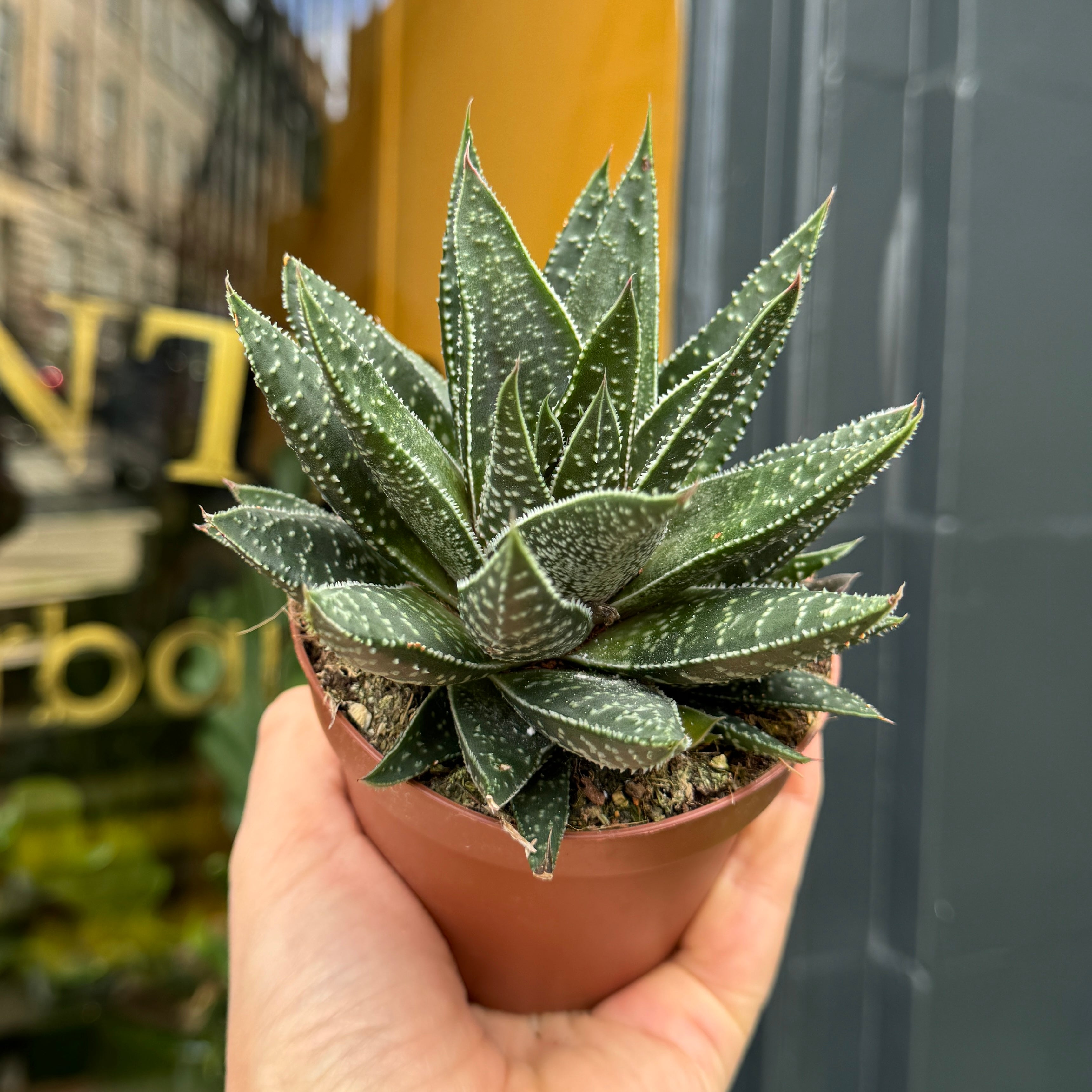 Gasteraloe 'Apollo'