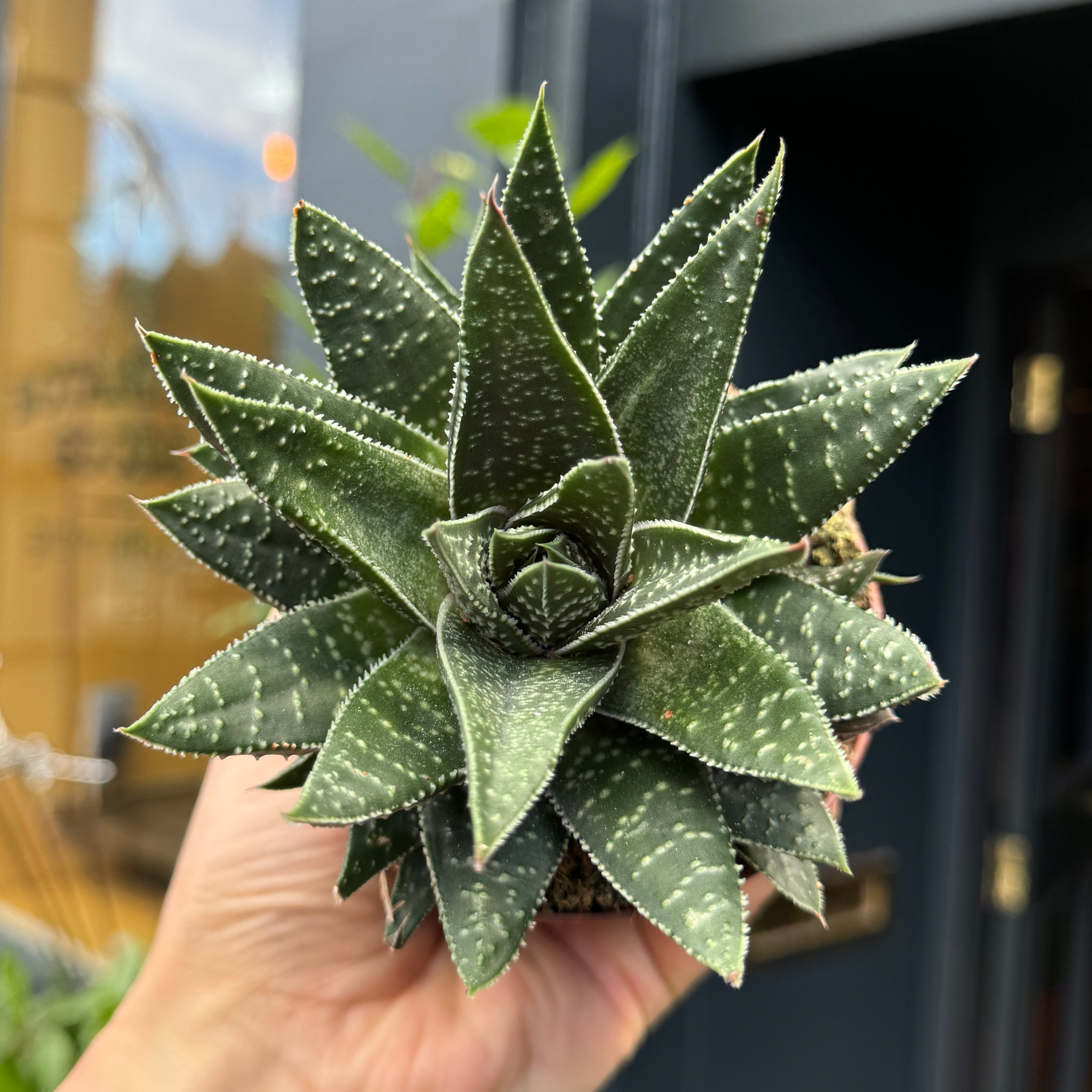 Gasteraloe 'Apollo'