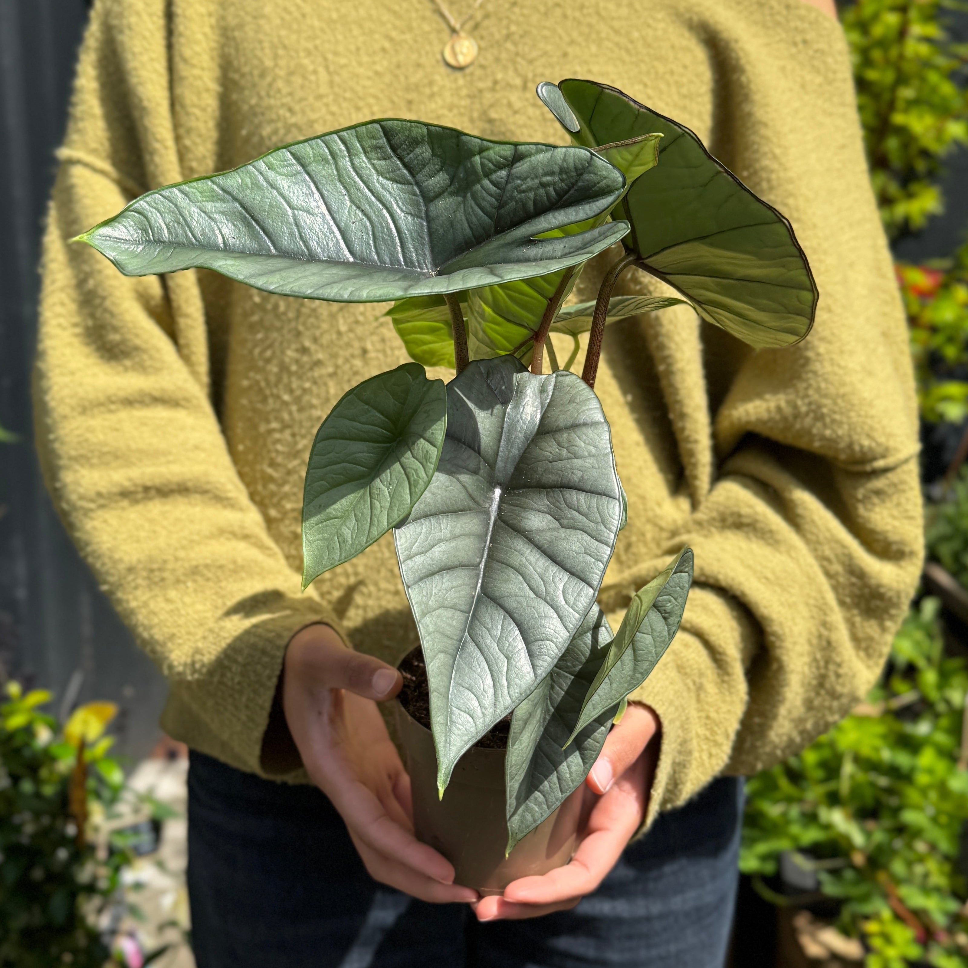Person holding a potted Alocasia 'Platinum' in an outdoor setting