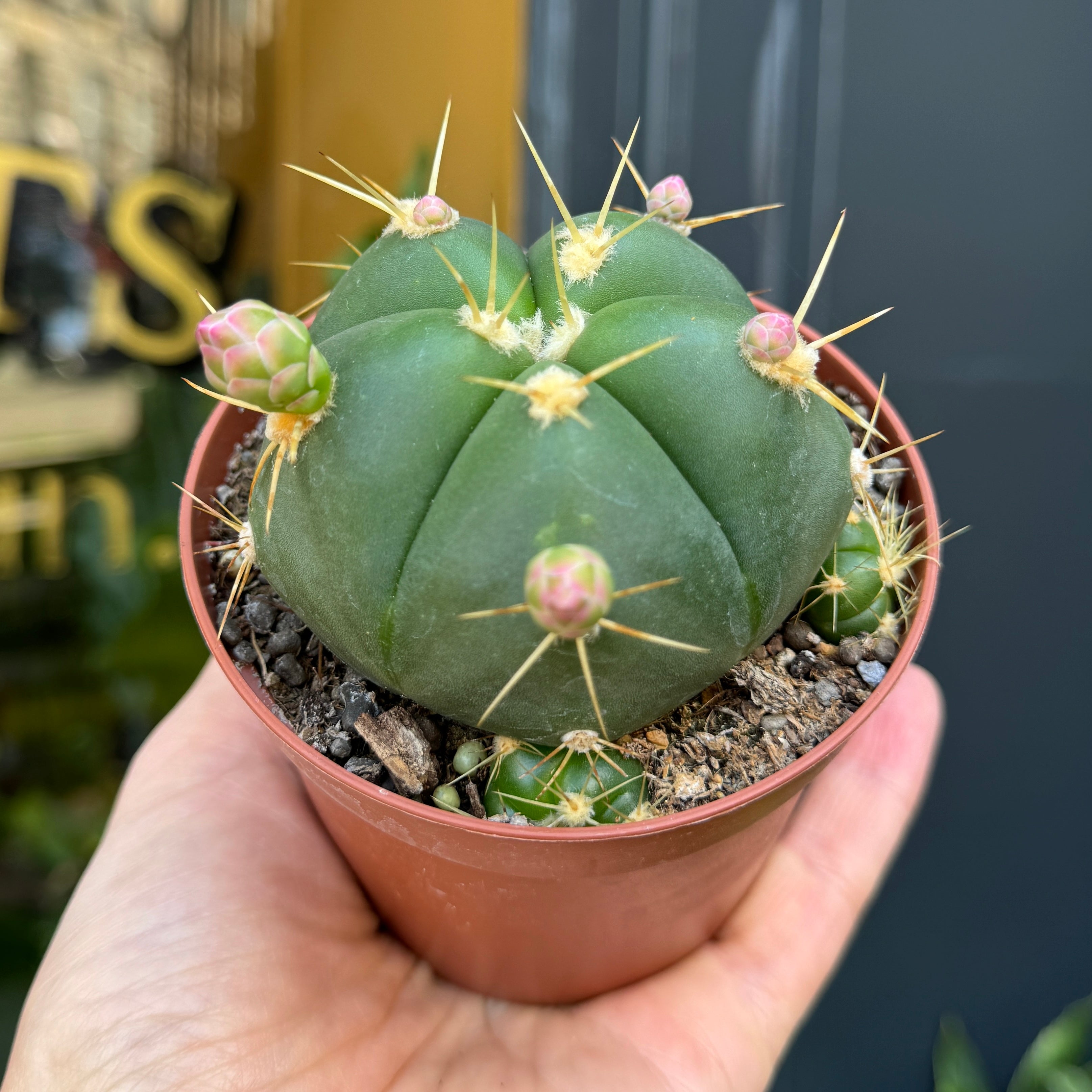 Gymnocalycium horstii