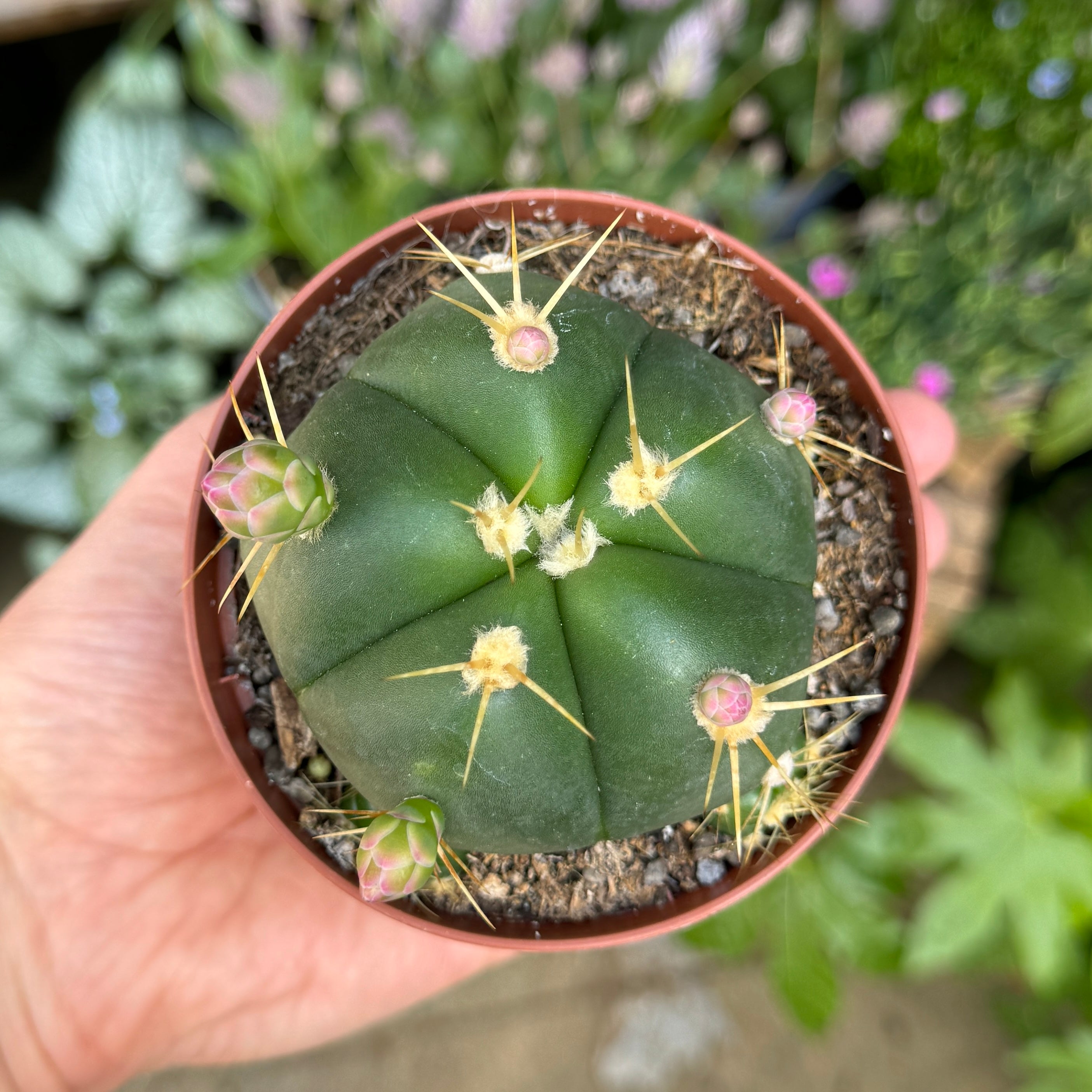 Gymnocalycium horstii