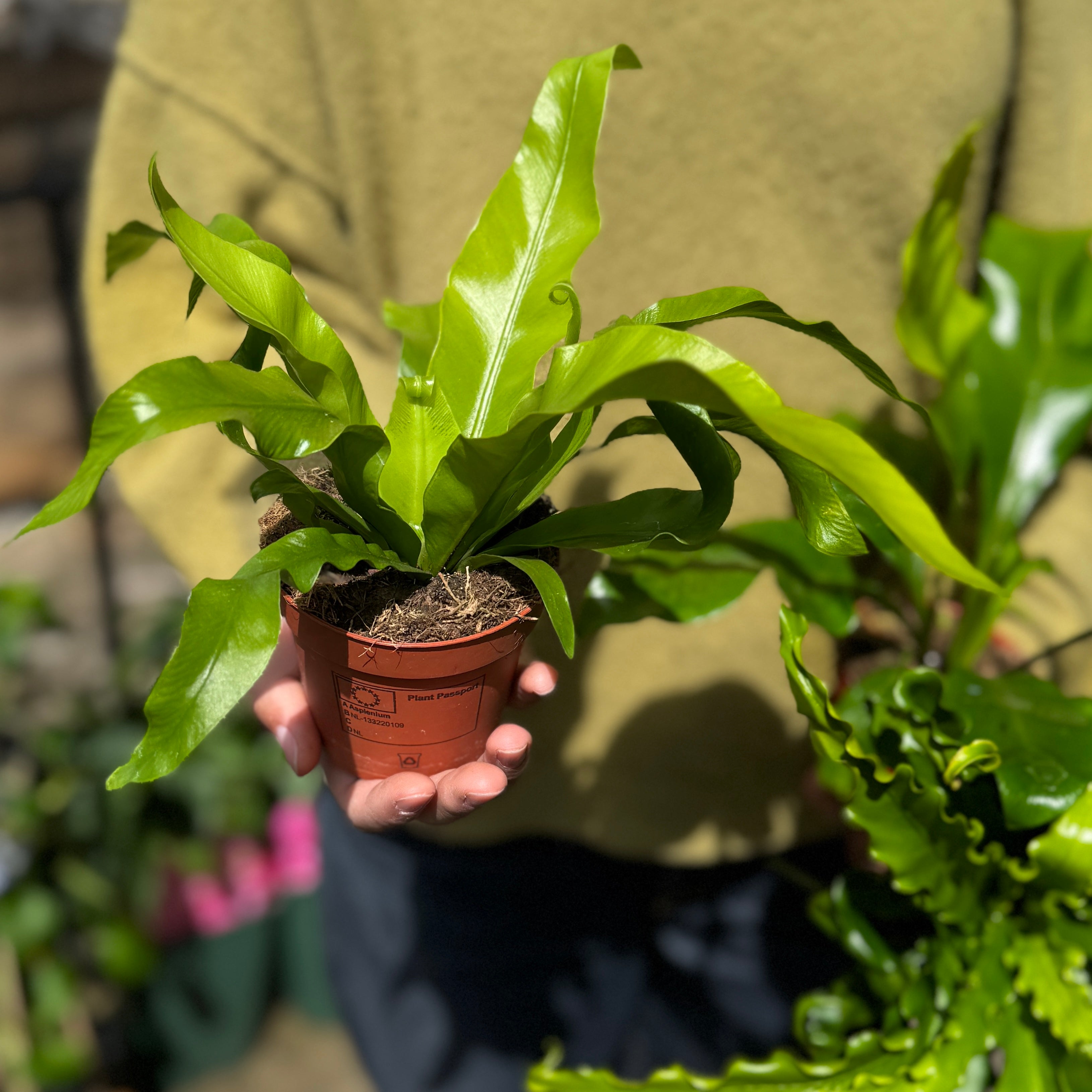 Mini Asplenium Fern Mix (Lucky Dip)