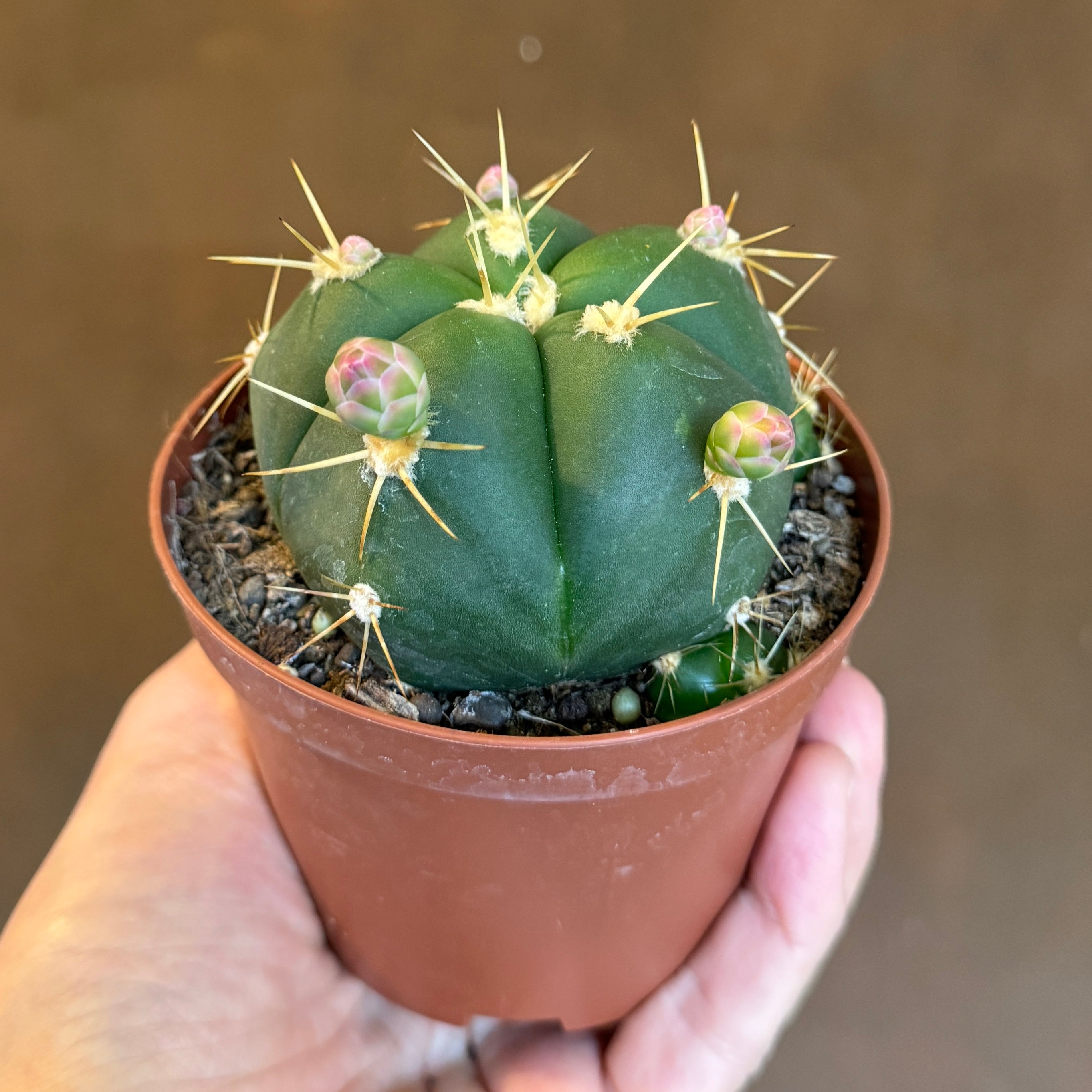 Gymnocalycium horstii