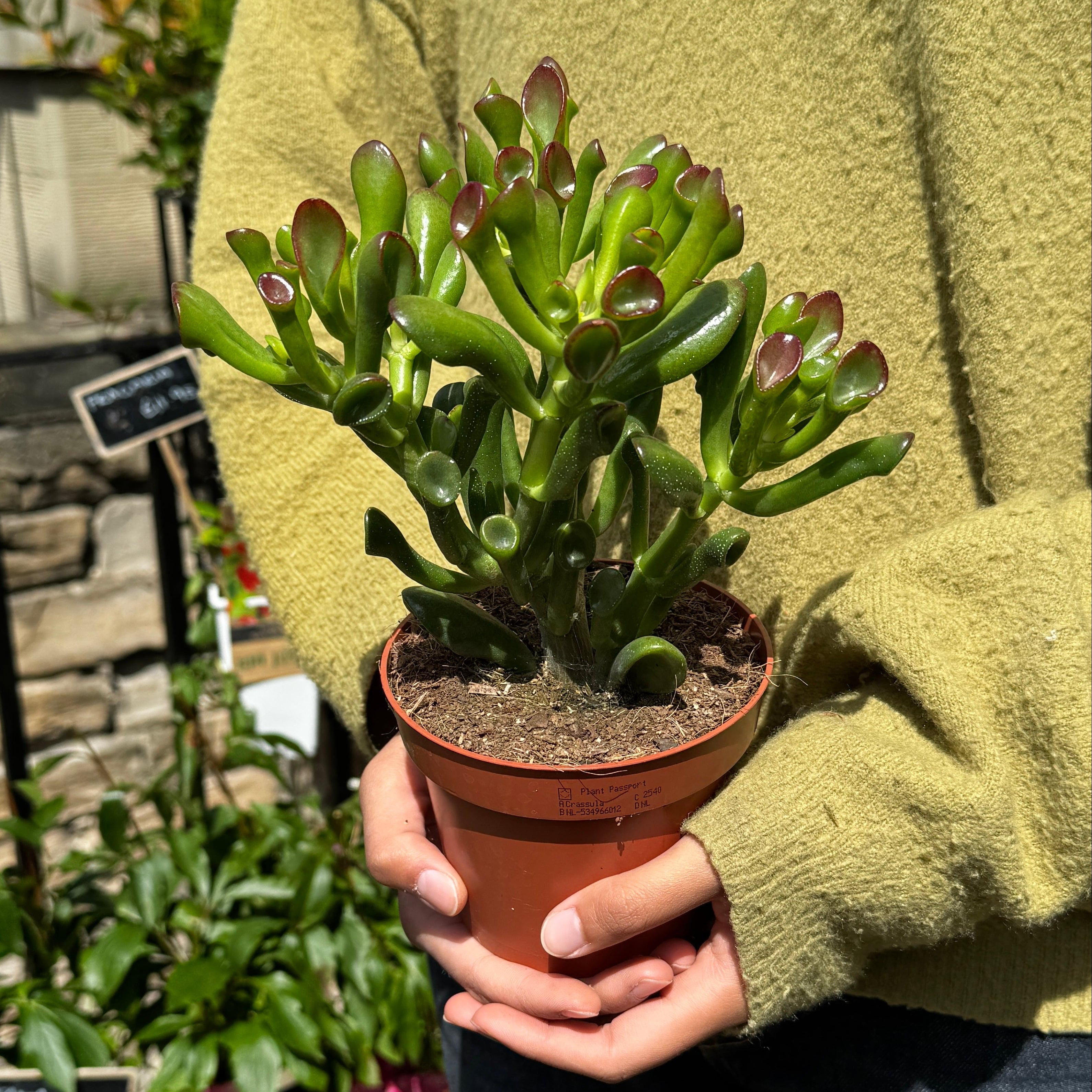 Person holding a beautiful Crassula 'Gollum' in front of a plant shop in the UK.