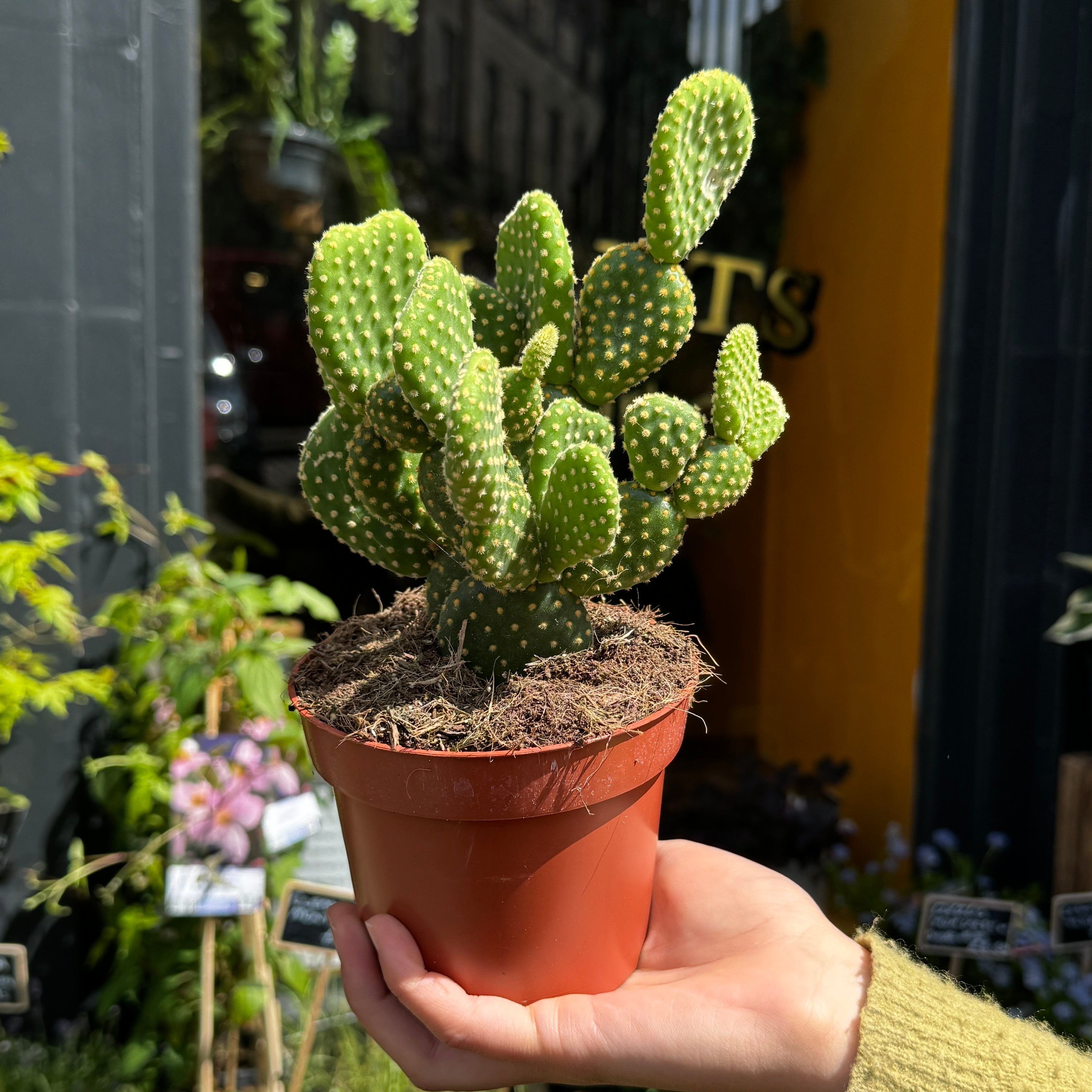Opuntia microdasys ‘Indigo’