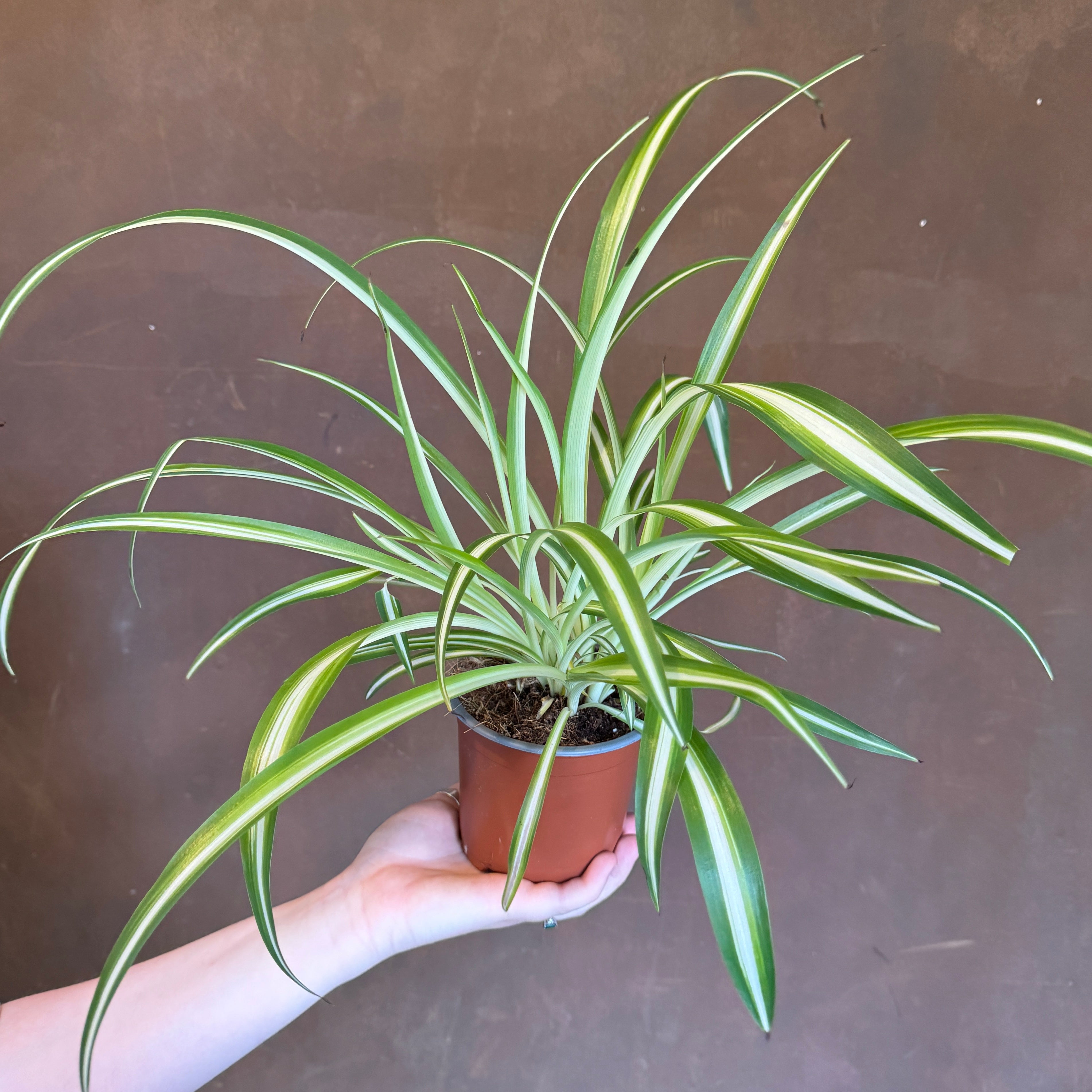 Chlorophytum ‘Variegatum’