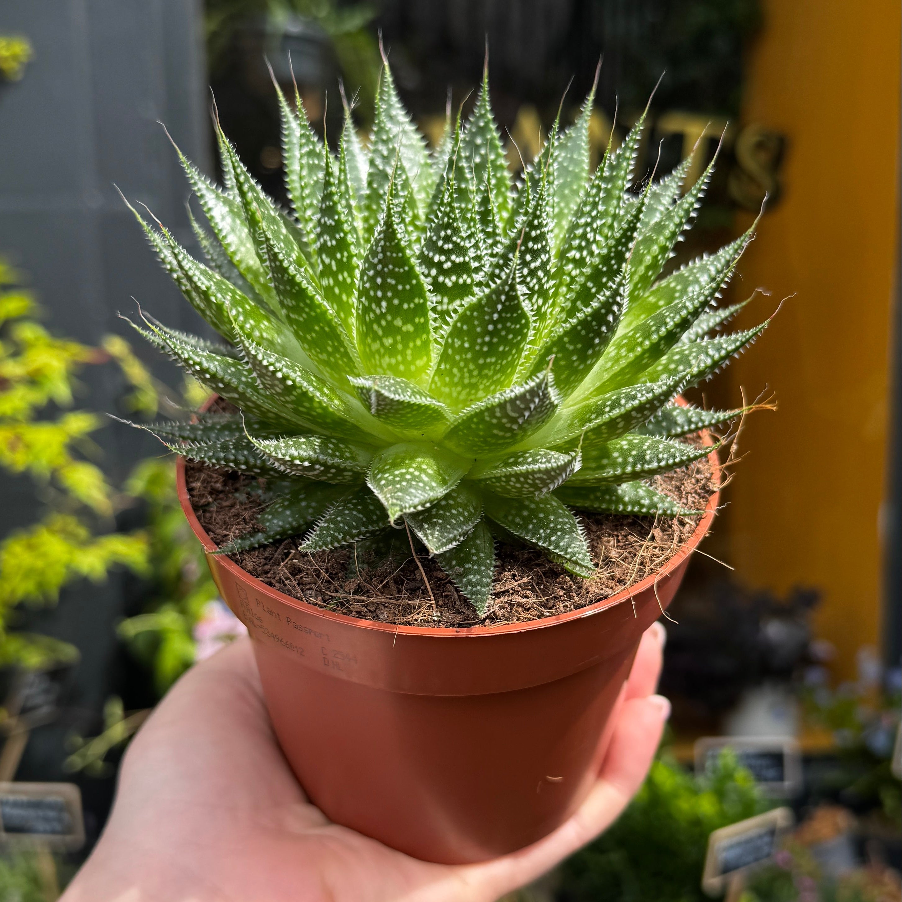 Hand holding a potted Aloe aristata, with a blurred garden background