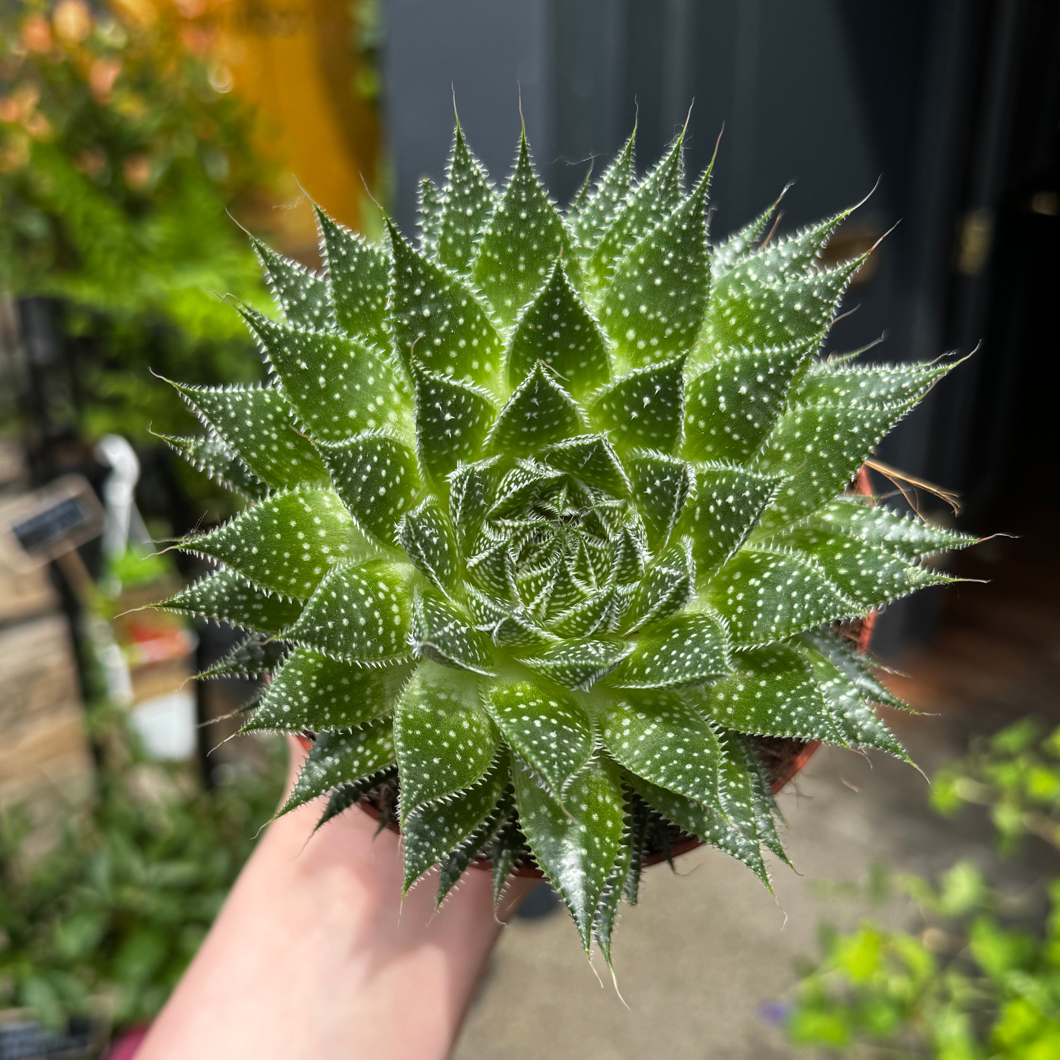 aloe aristata heilpflanze Aloe aristata 'Magic' | Lace Aloe Succulent