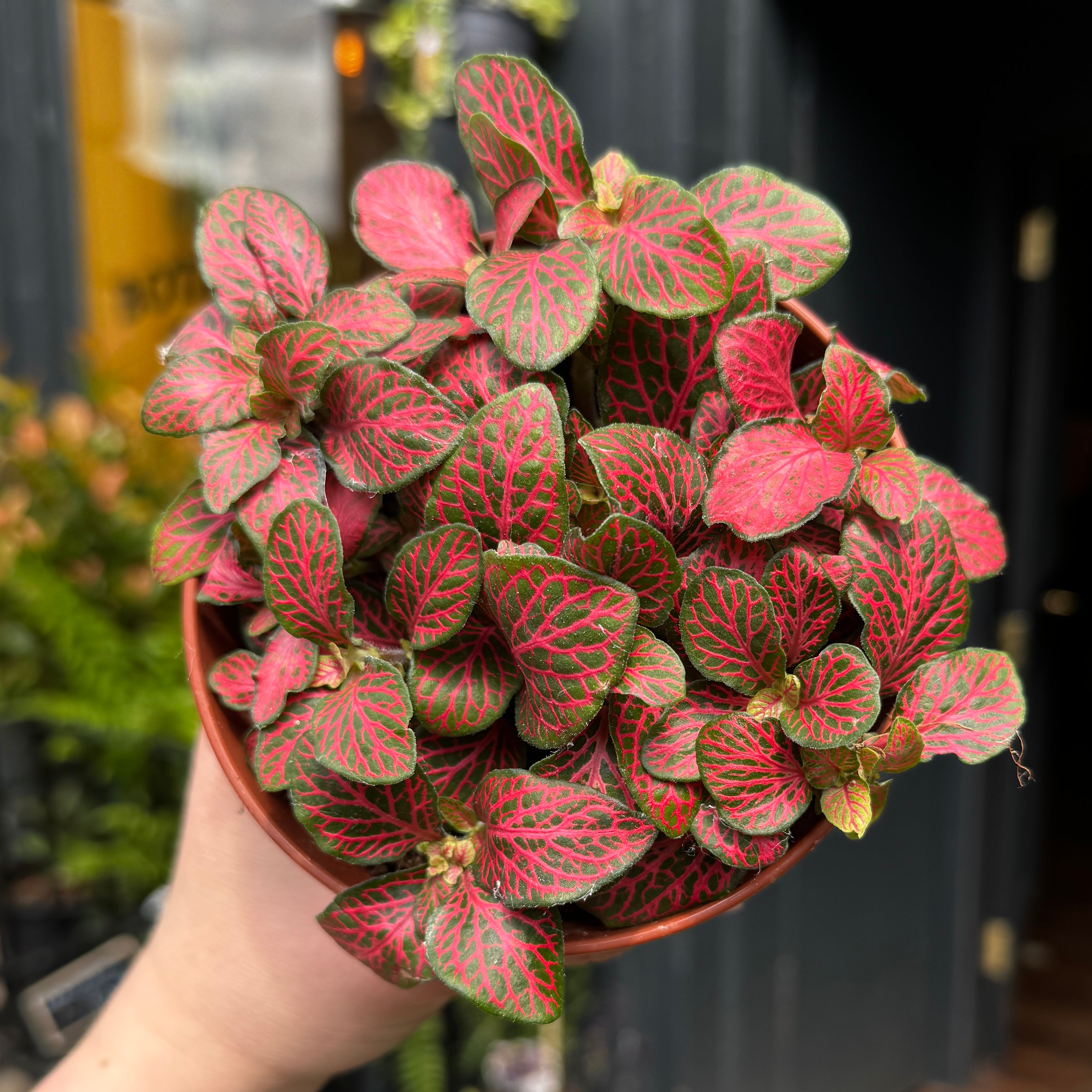 Fittonia ‘Forest Flame’