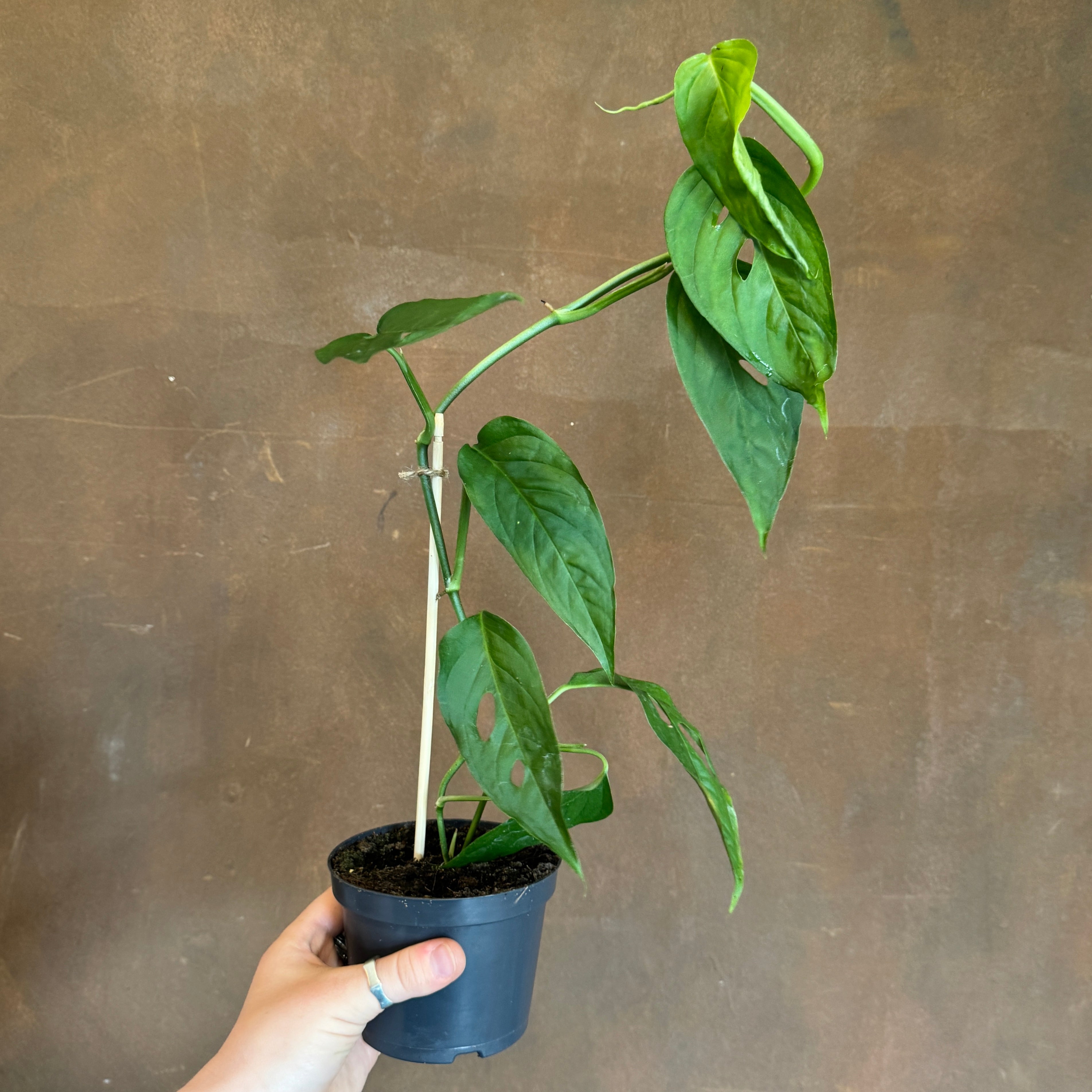 Monstera acuminata