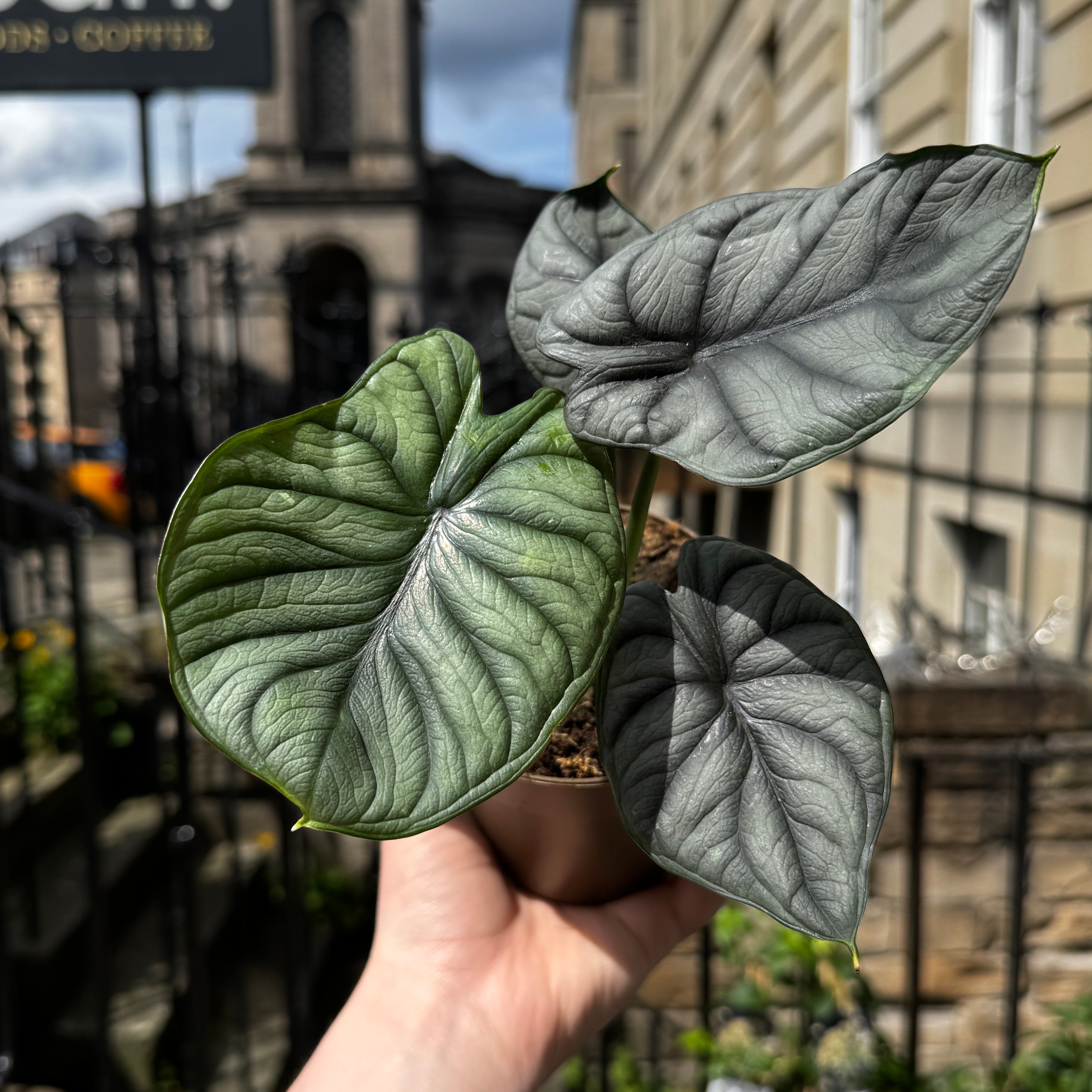 Alocasia ‘Silver Dragon’ (11cm pot)