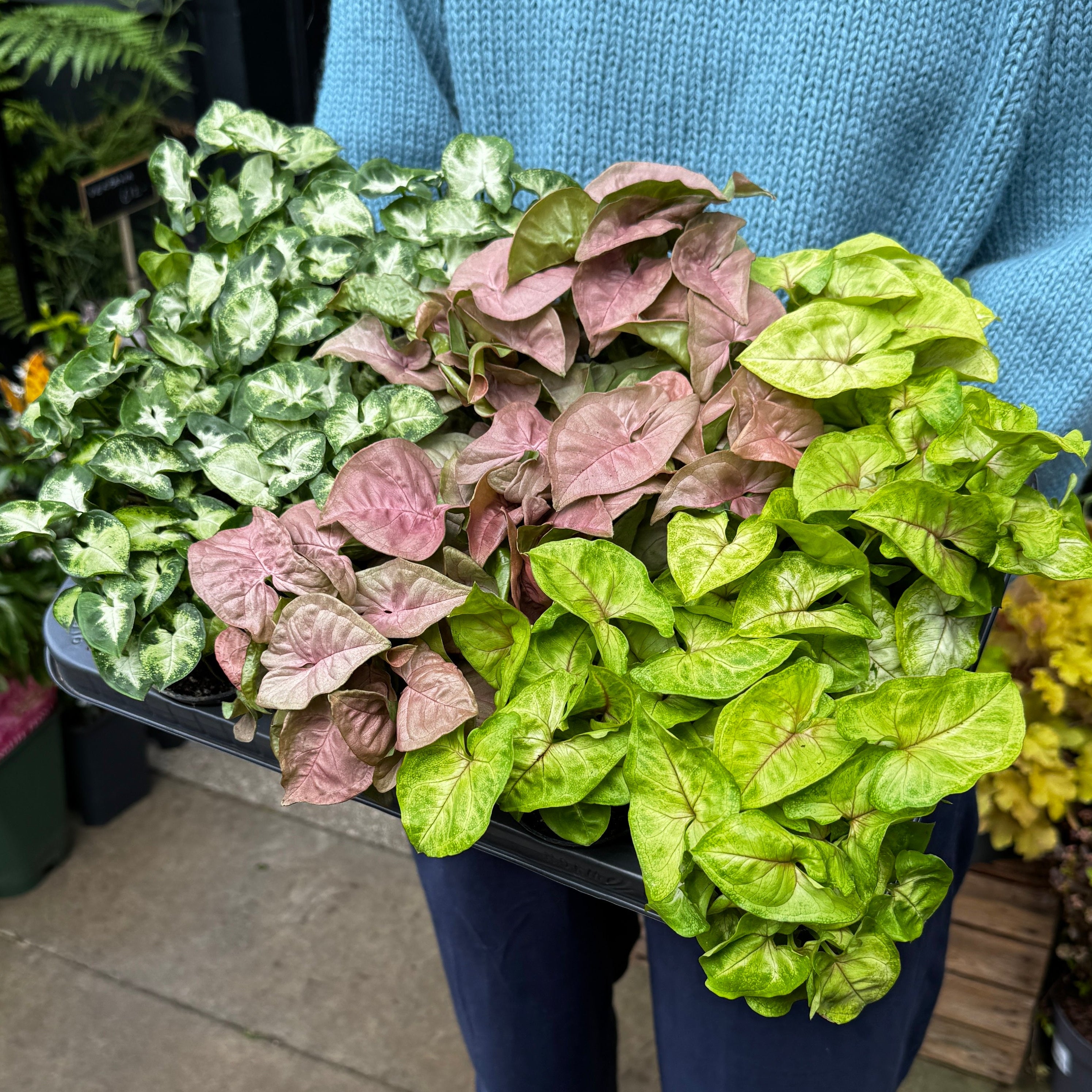 Person holding a tray of variegated leaf Syngonium in an outdoor setting