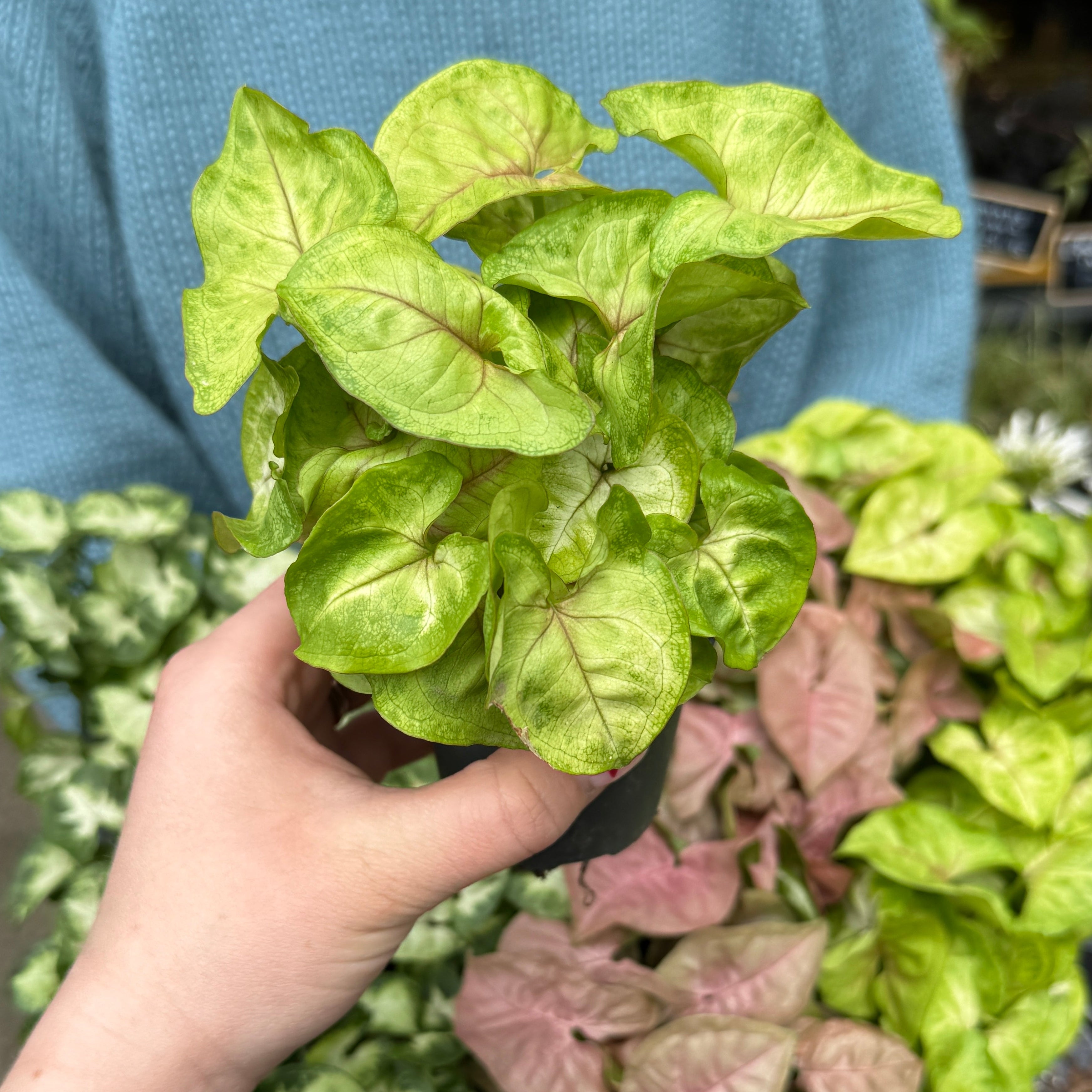 Mini Syngonium Mix (Lucky Dip)