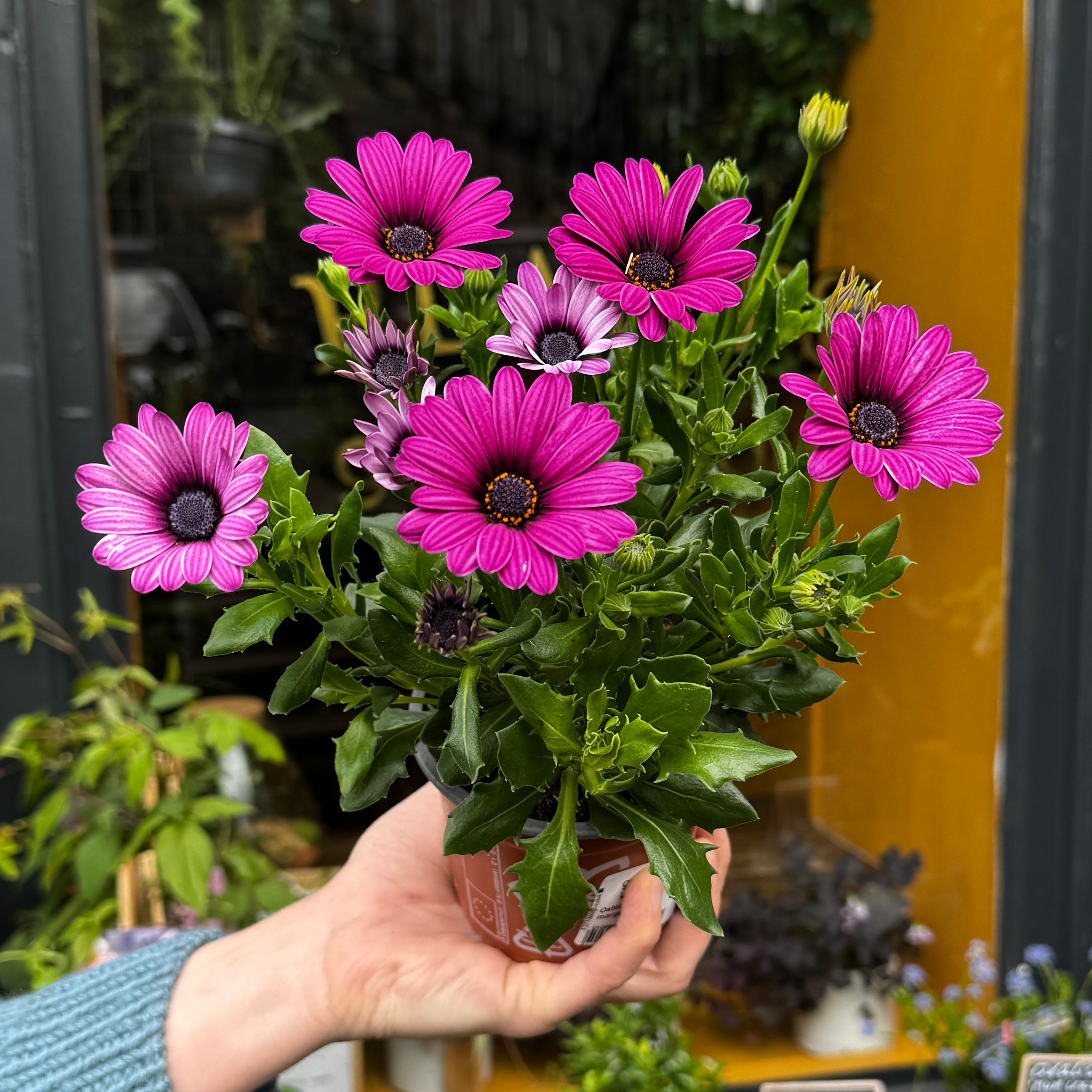 Osteospermum ‘Margarita Pink’