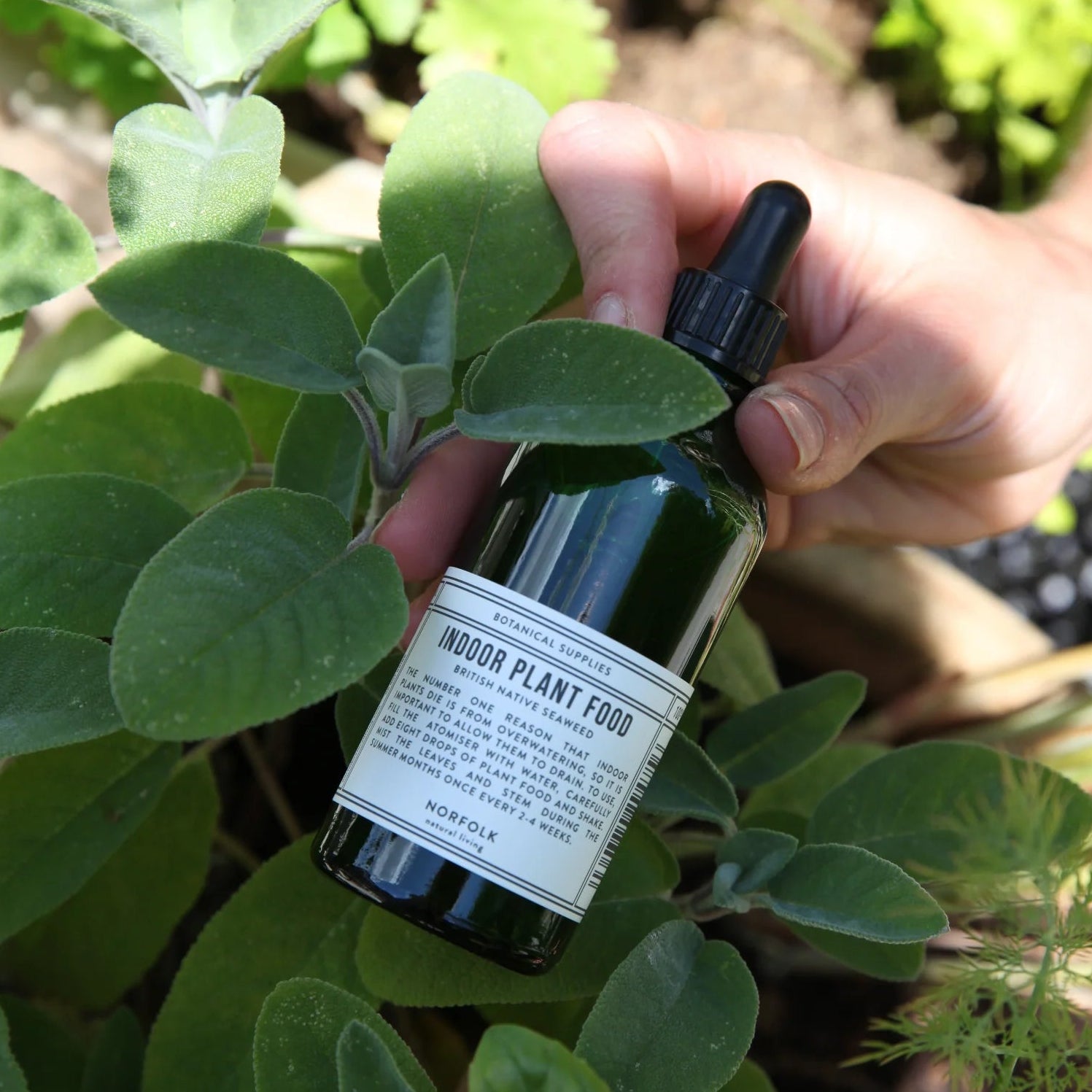 A hand holding a dark glass dropper bottle labeled 'INDOOR PLANT FOOD' among green leafy plants outdoors.