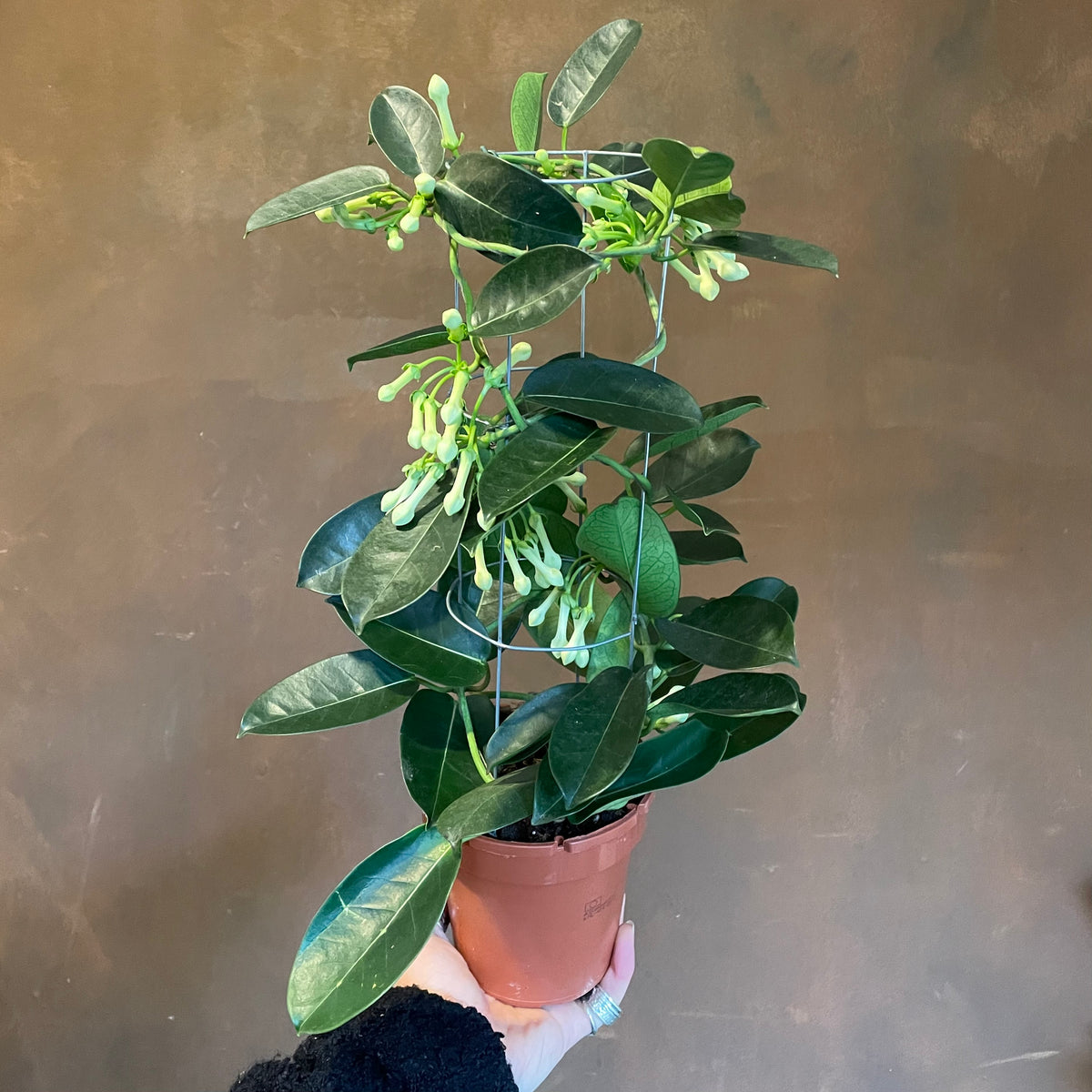 Stephanotis floribunda | Madagascar Jasmine