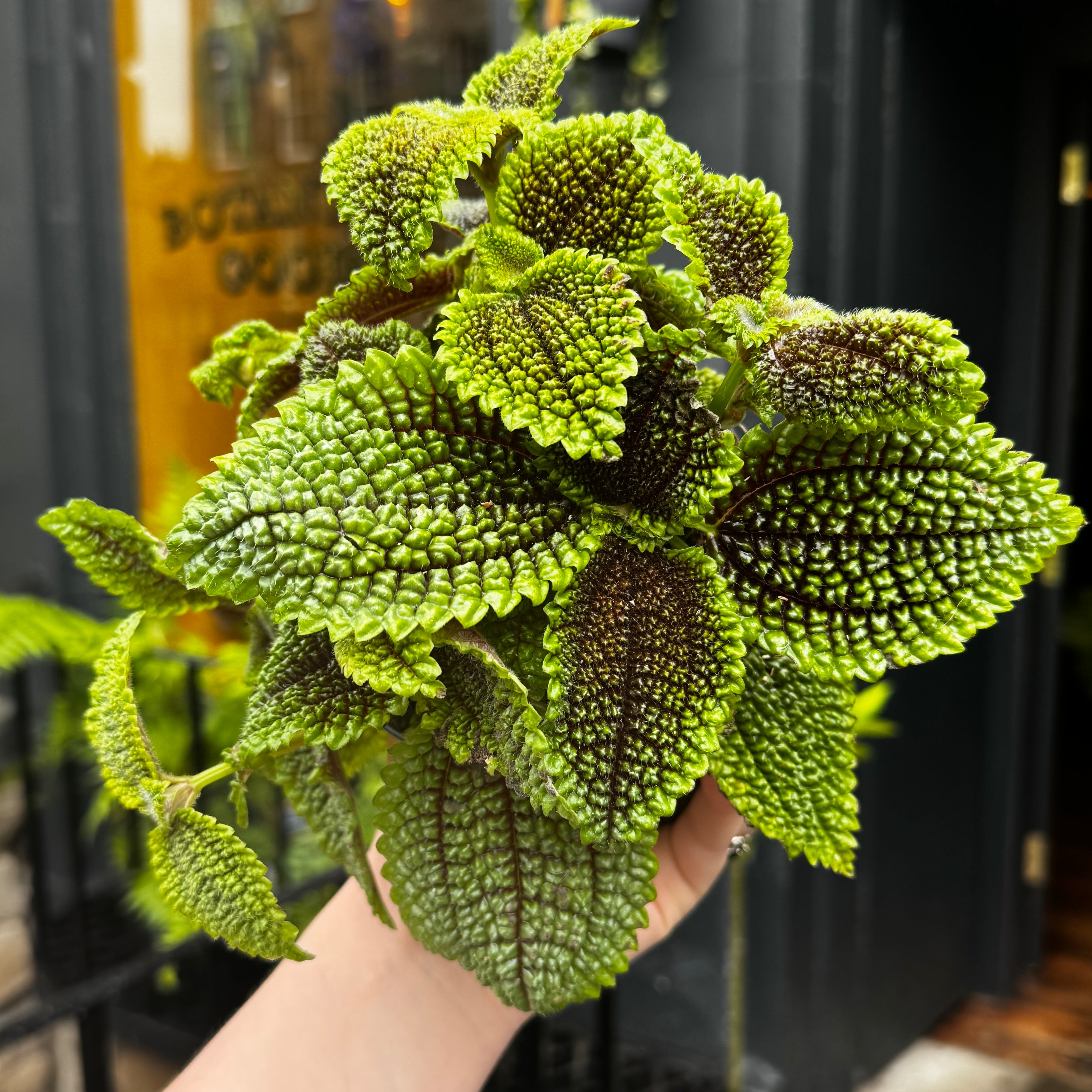 Pilea 'Moon Valley'