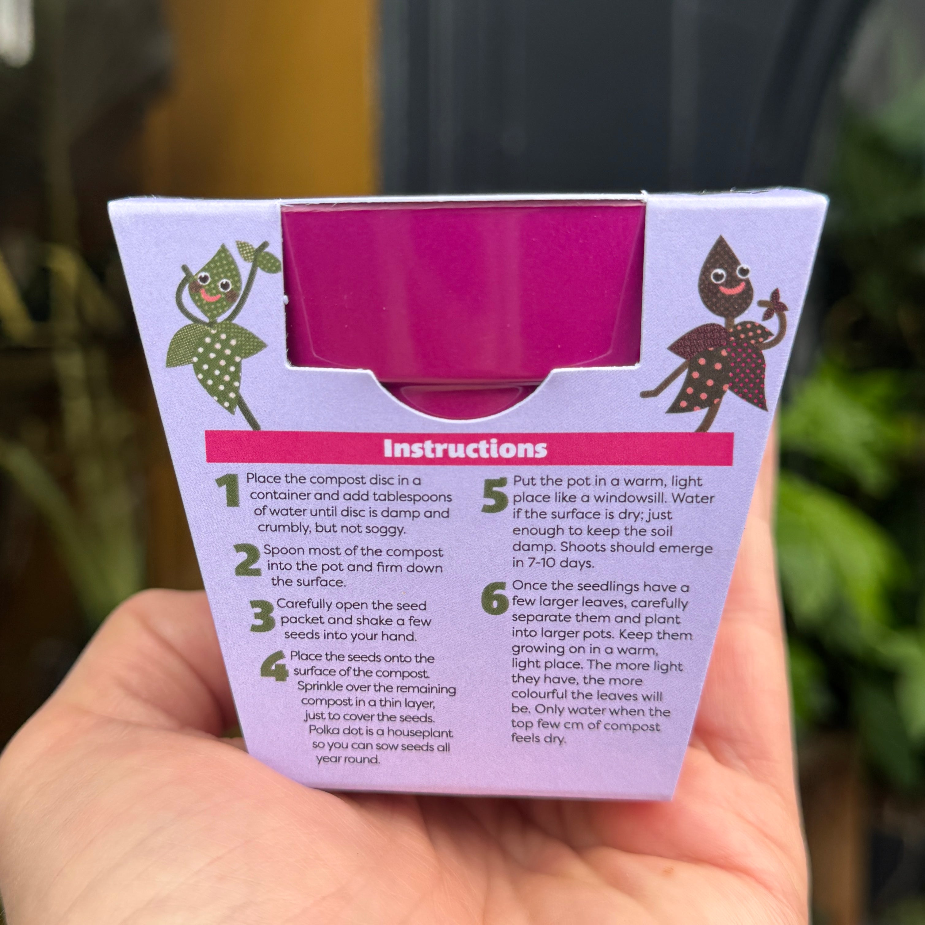 Polka Dot Plant Growing Kit | Hypoestes