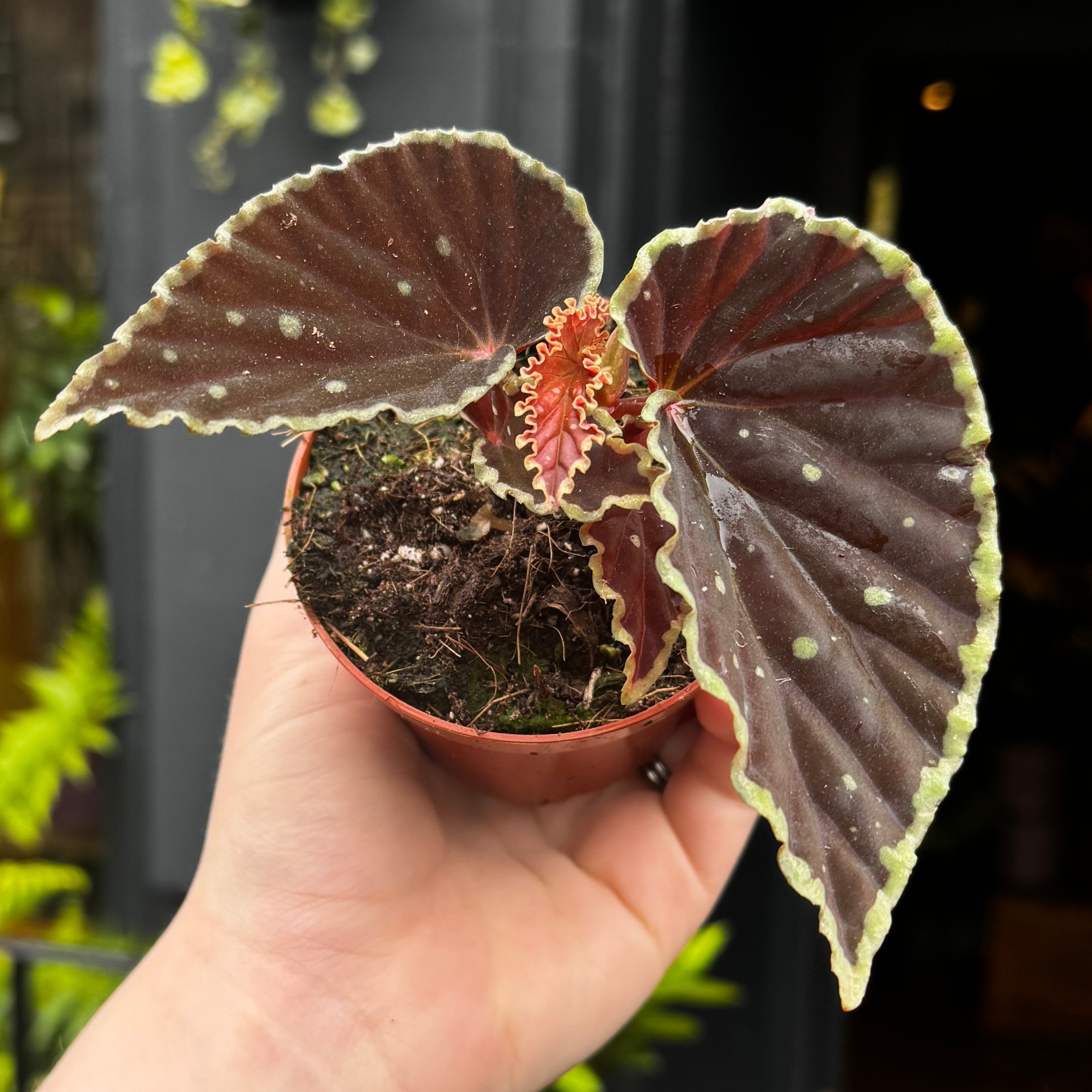 Begonia darthvaderiana 'Green Spots'