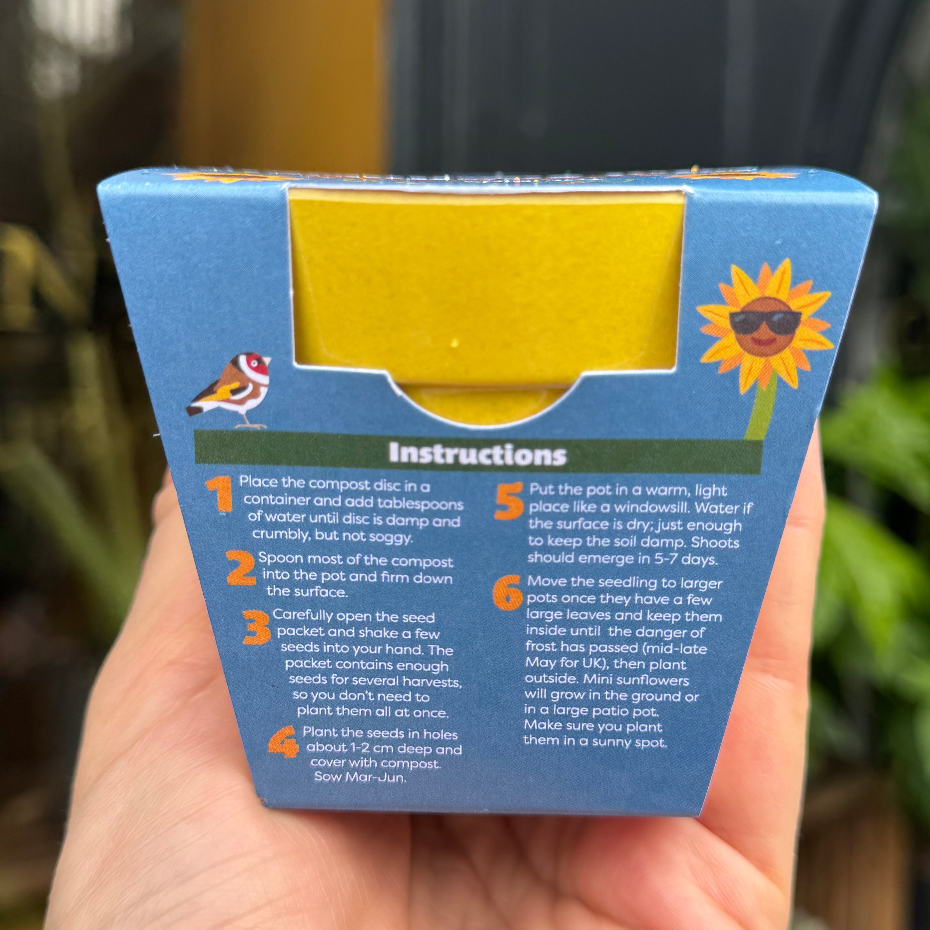 Mini Sunflowers Growing Kit