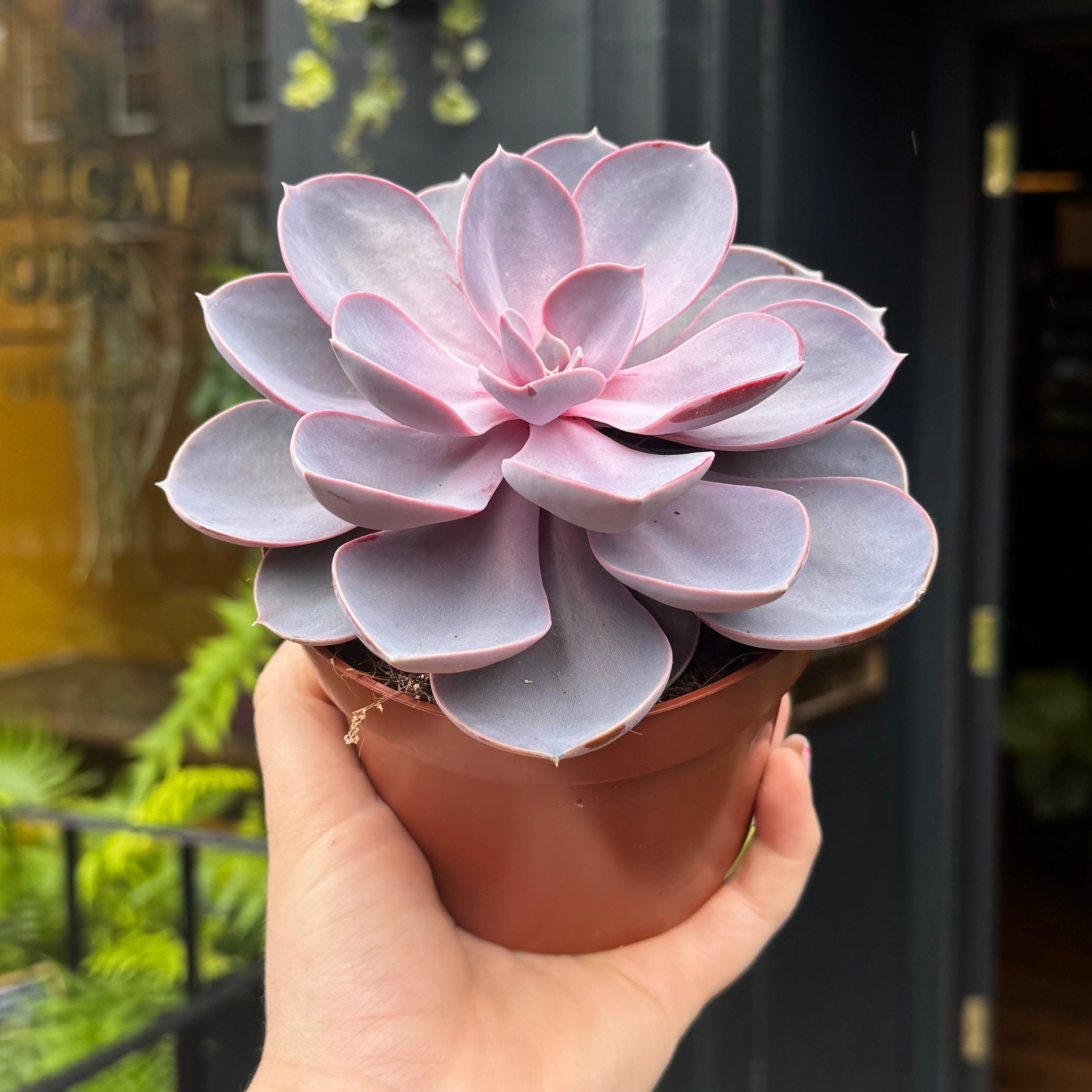 Hand holding a potted succulent plant with a store interior in the background