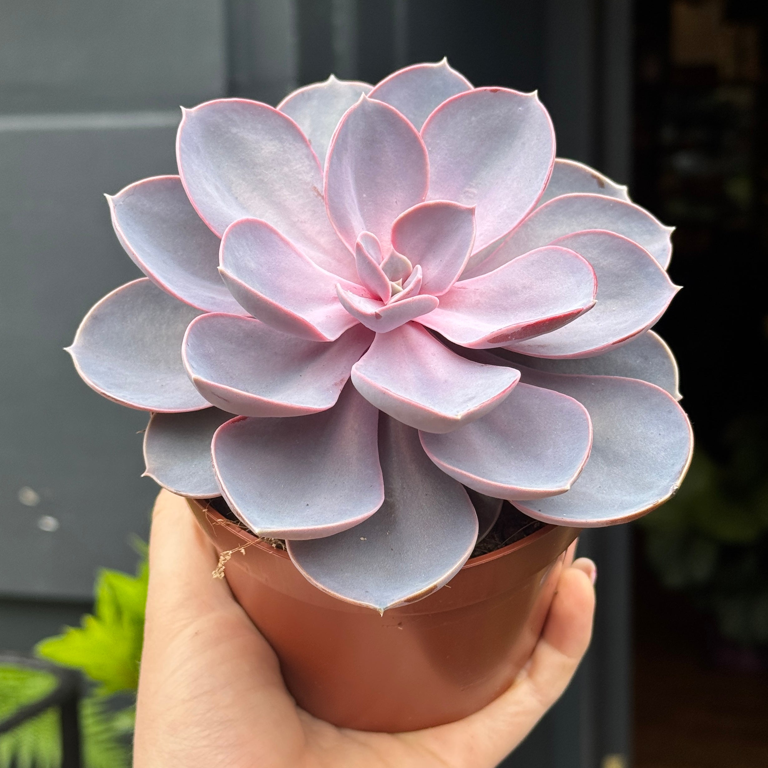 Echeveria 'Perle von Nürnberg'