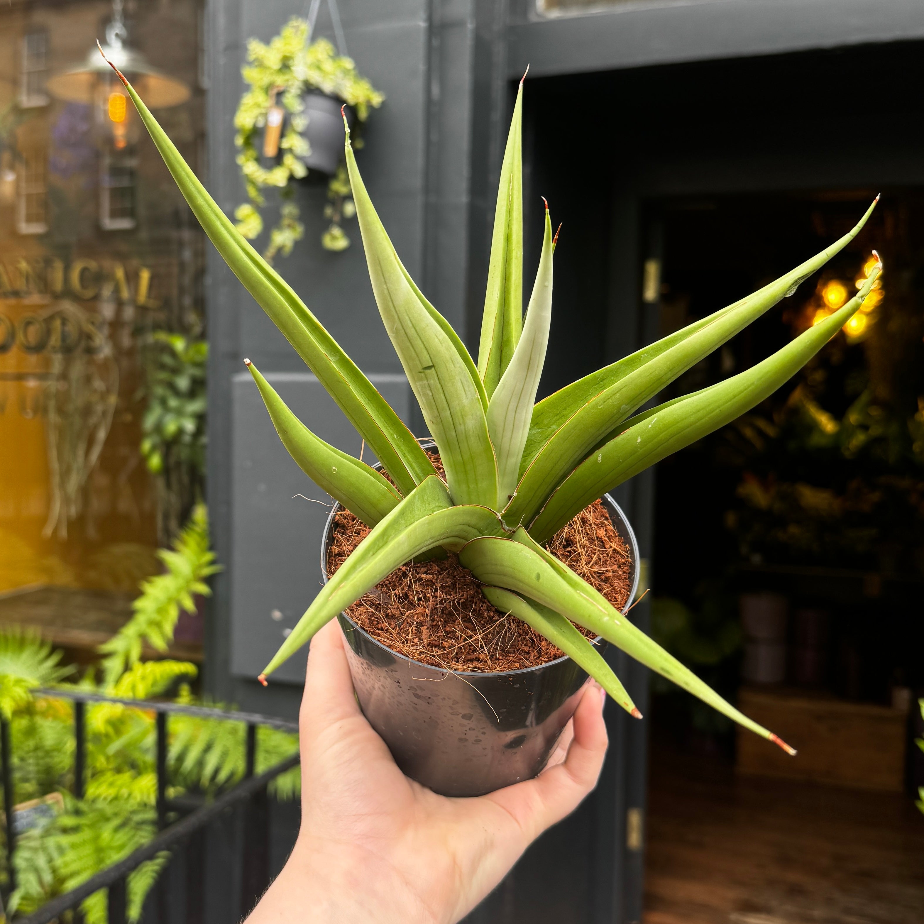 Sansevieria ‘Silver Syreni’