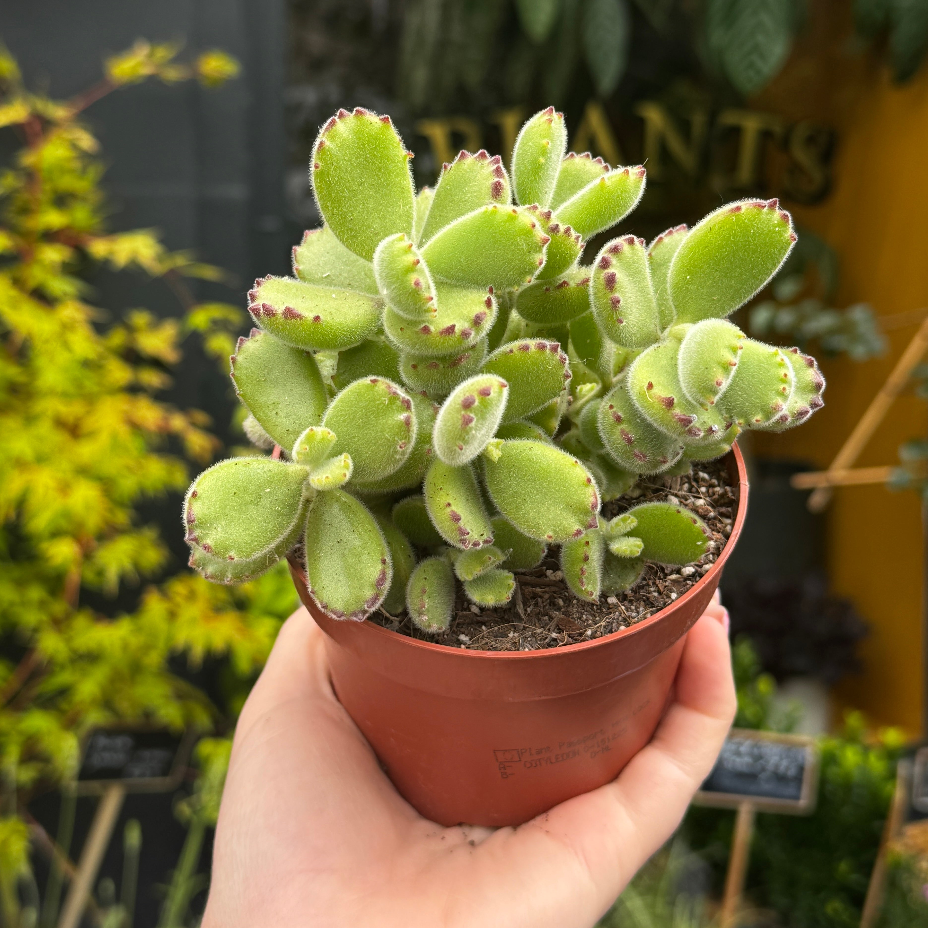 Cotyledon ladismithiensis