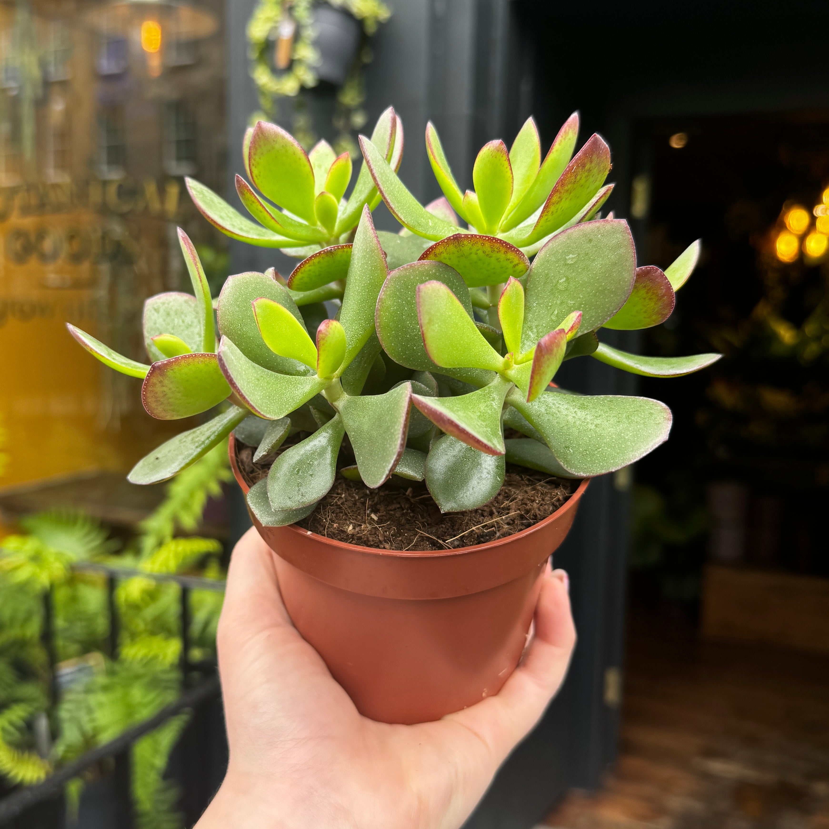 Crassula ovata 'Minova Magic'