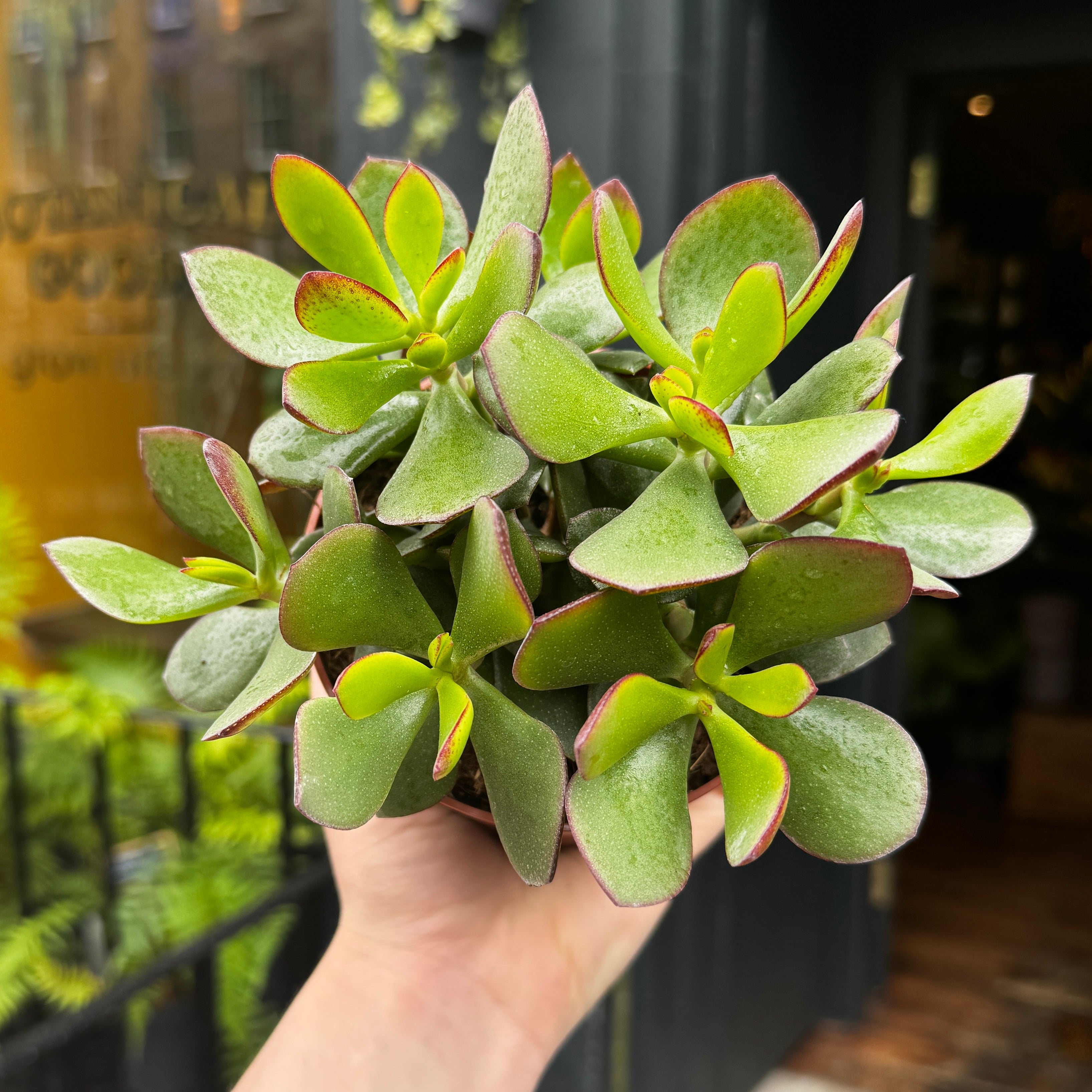 Crassula ovata 'Minova Magic'
