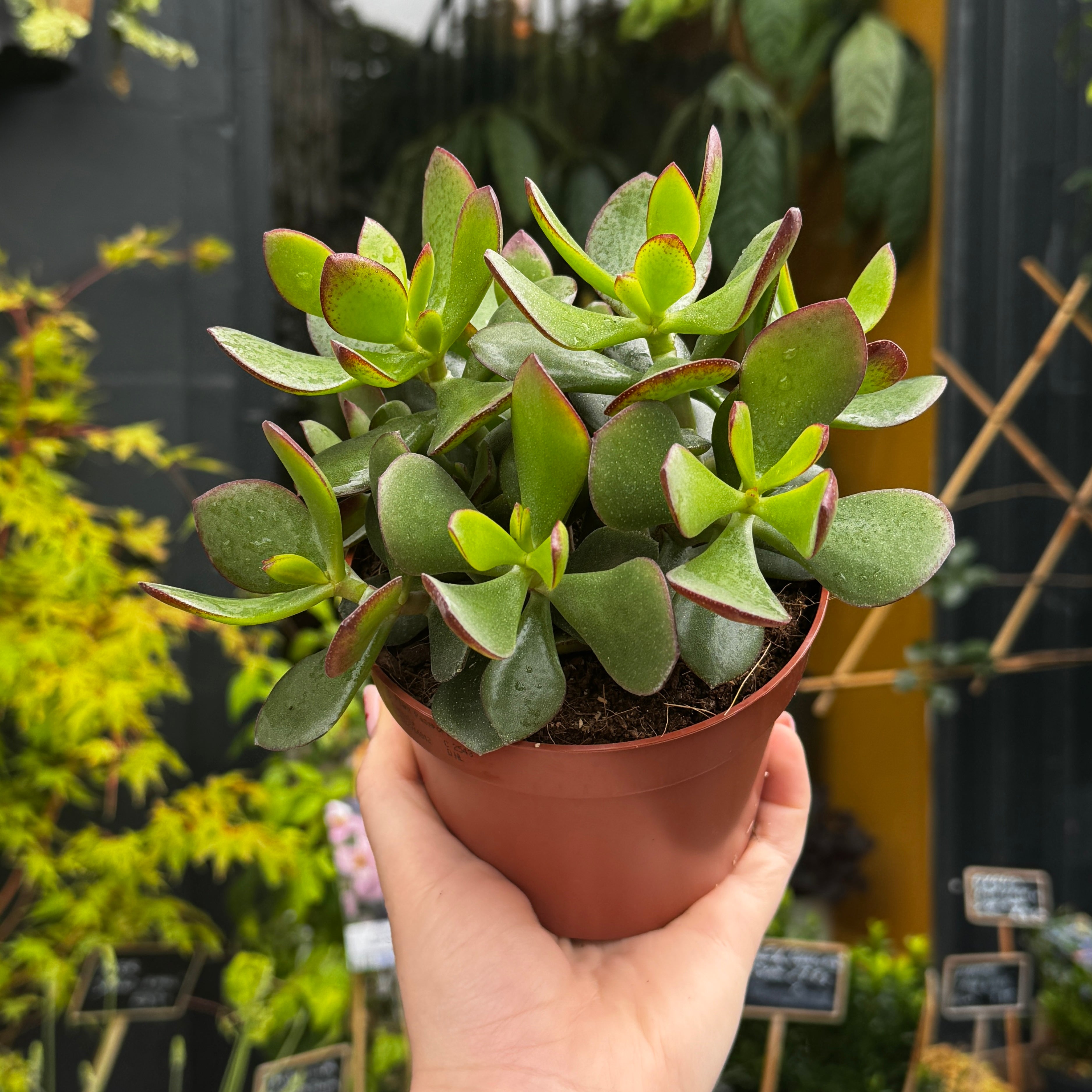 Crassula ovata 'Minova Magic'