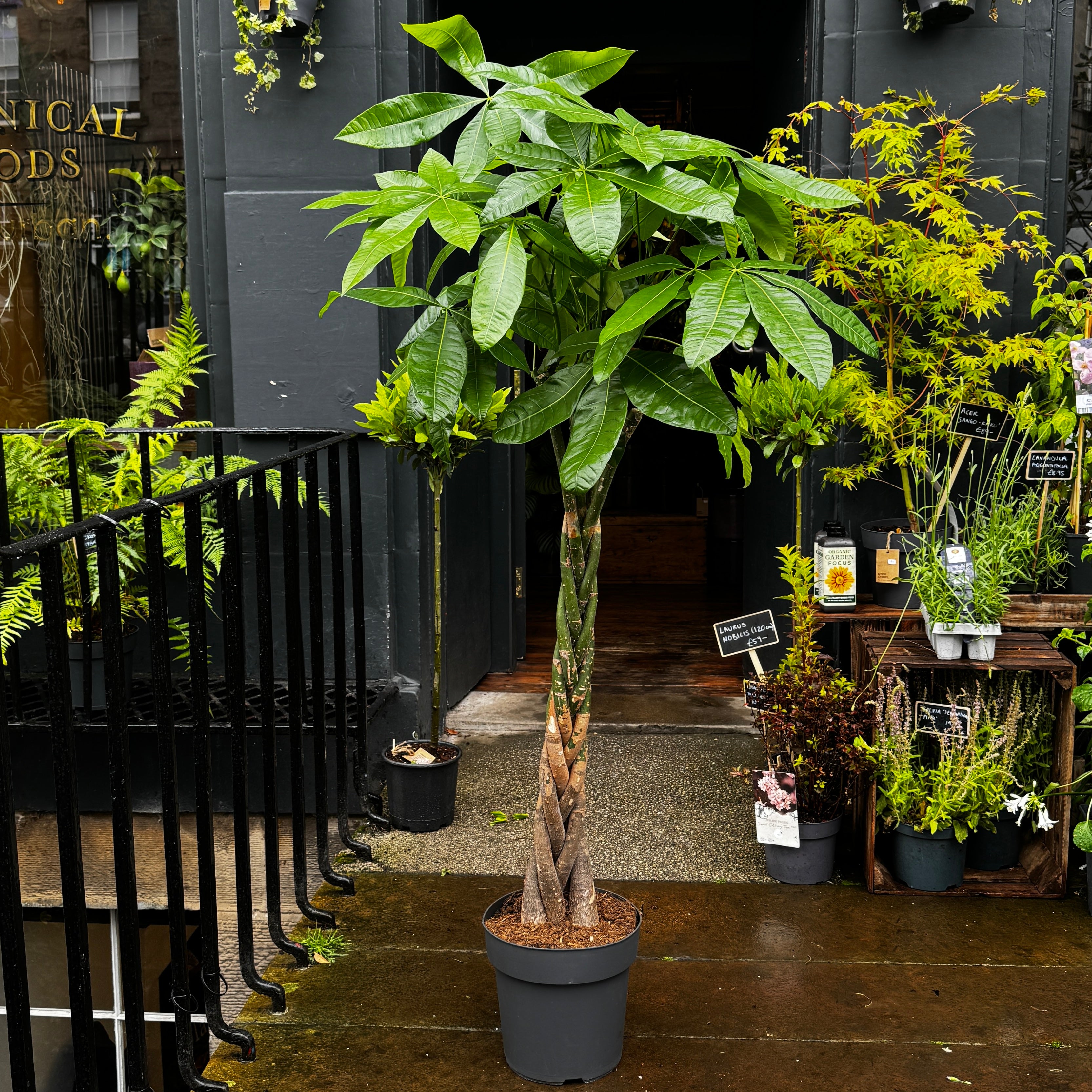 Pachira aquatica (160cm)