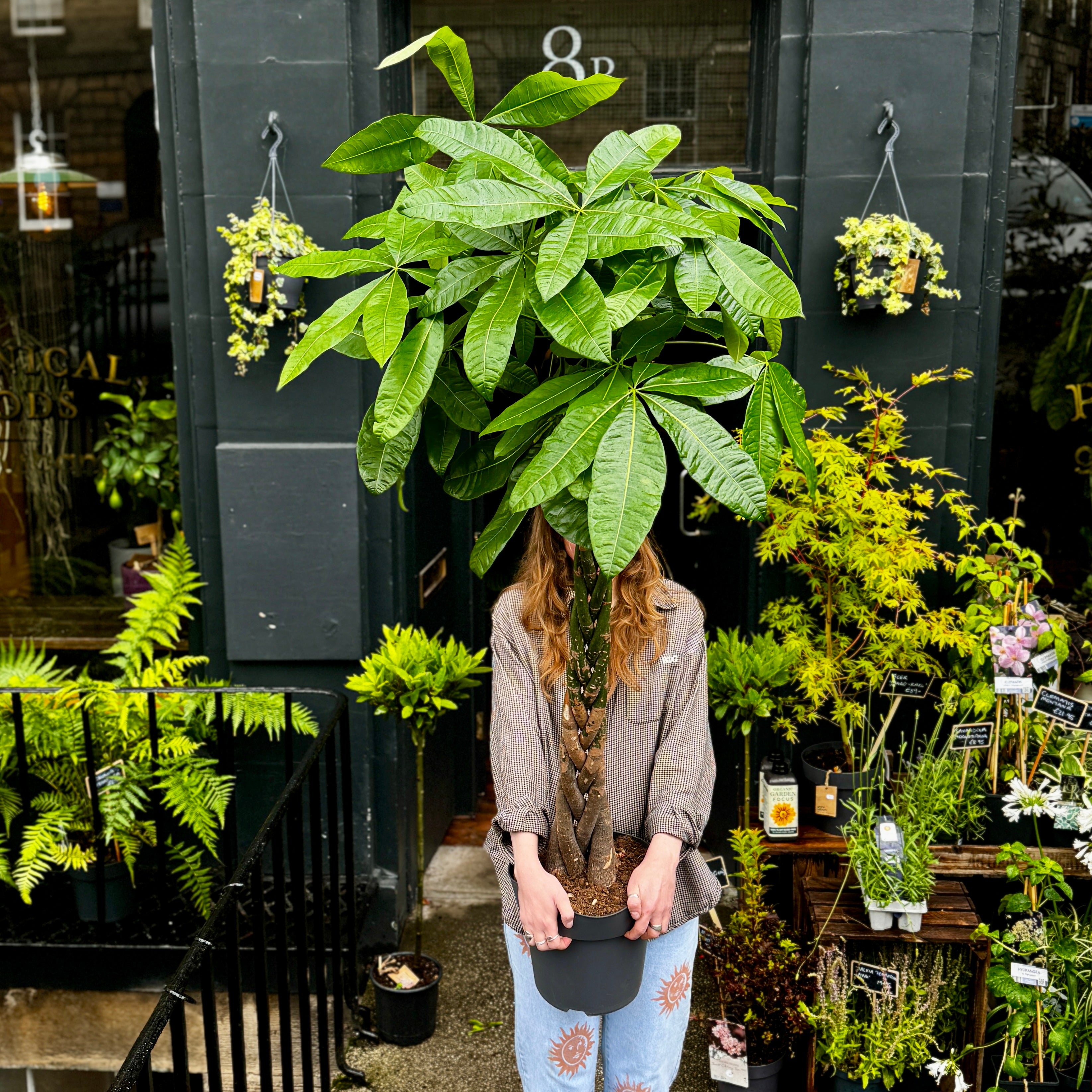 Pachira aquatica (160cm)