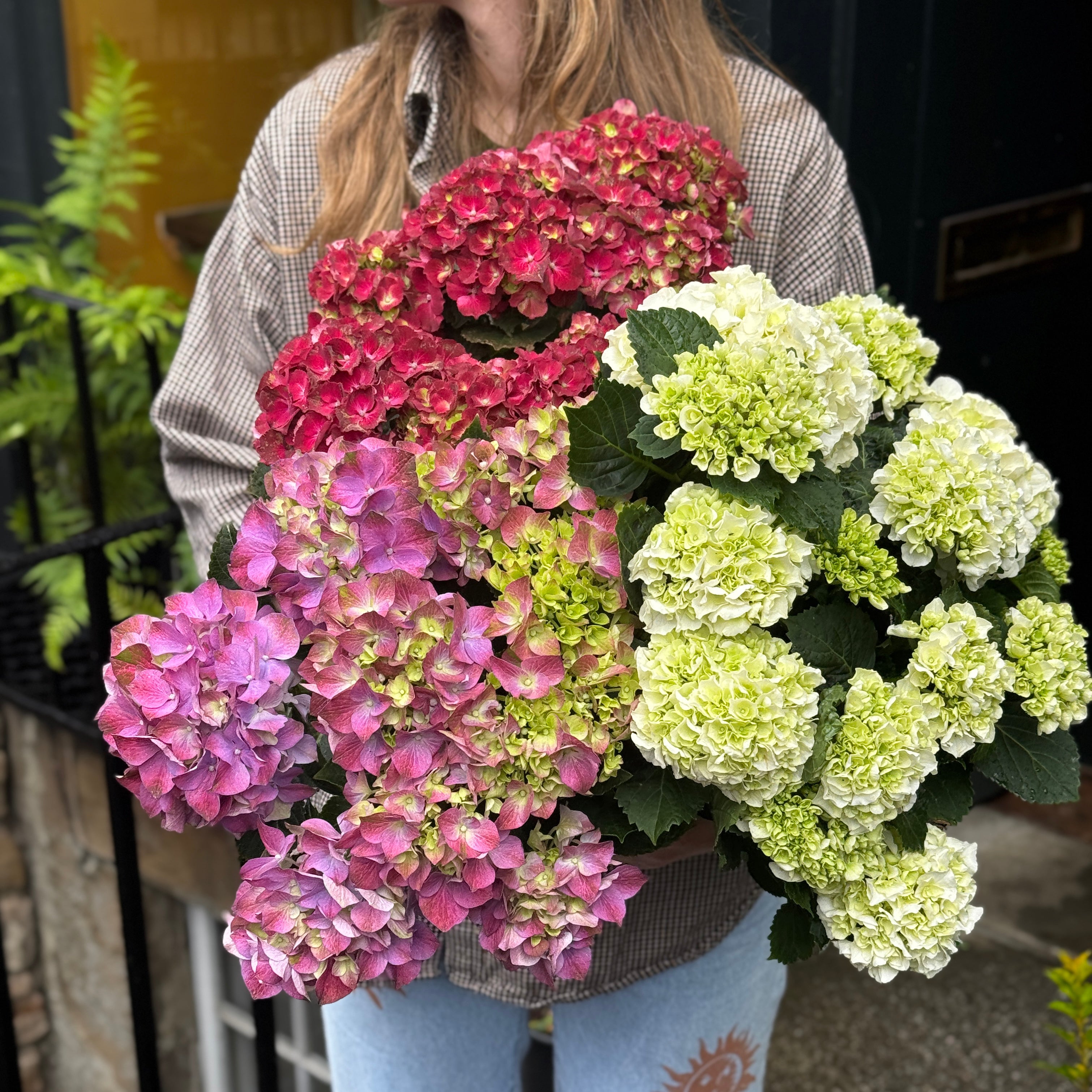 Hydrangea Mophead Mix