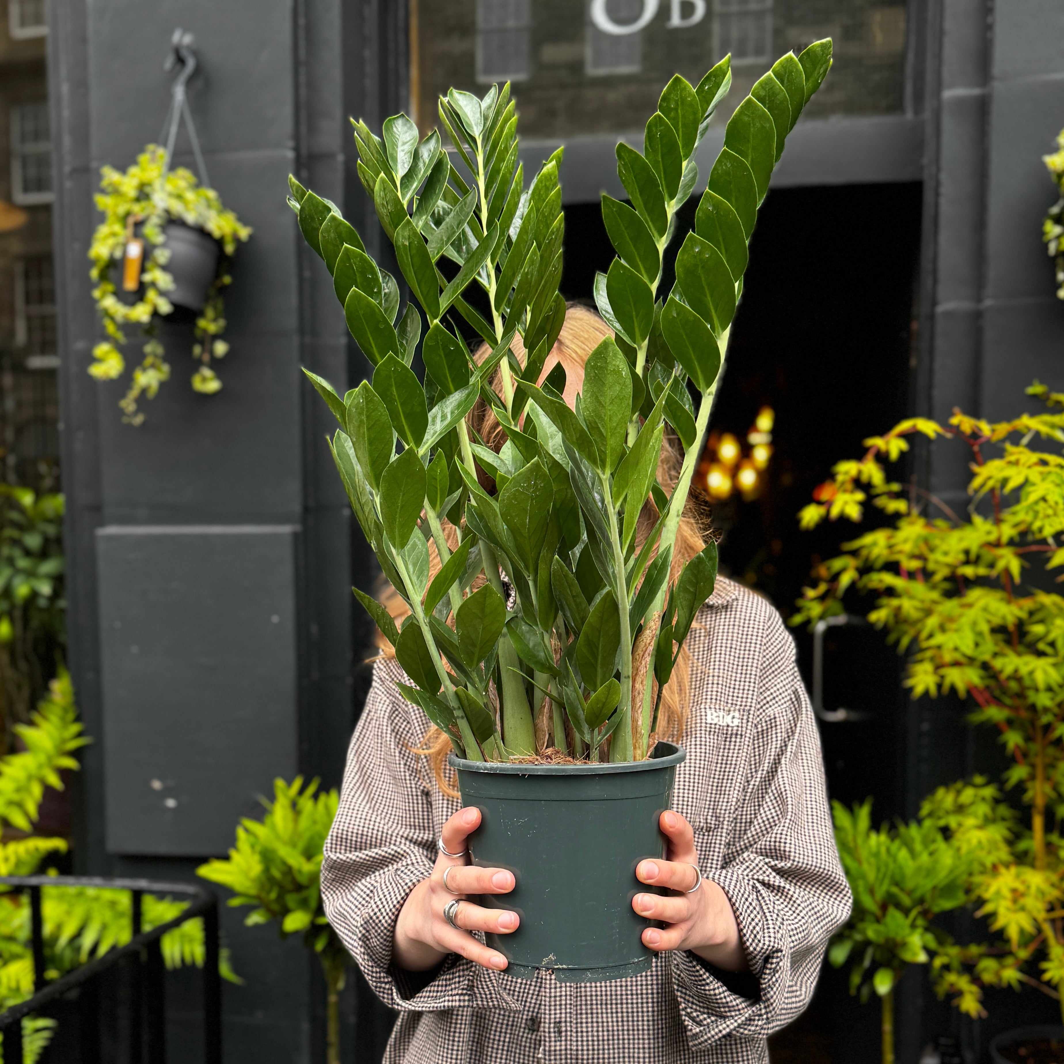 Zamioculcas zamiifolia (17cm pot)