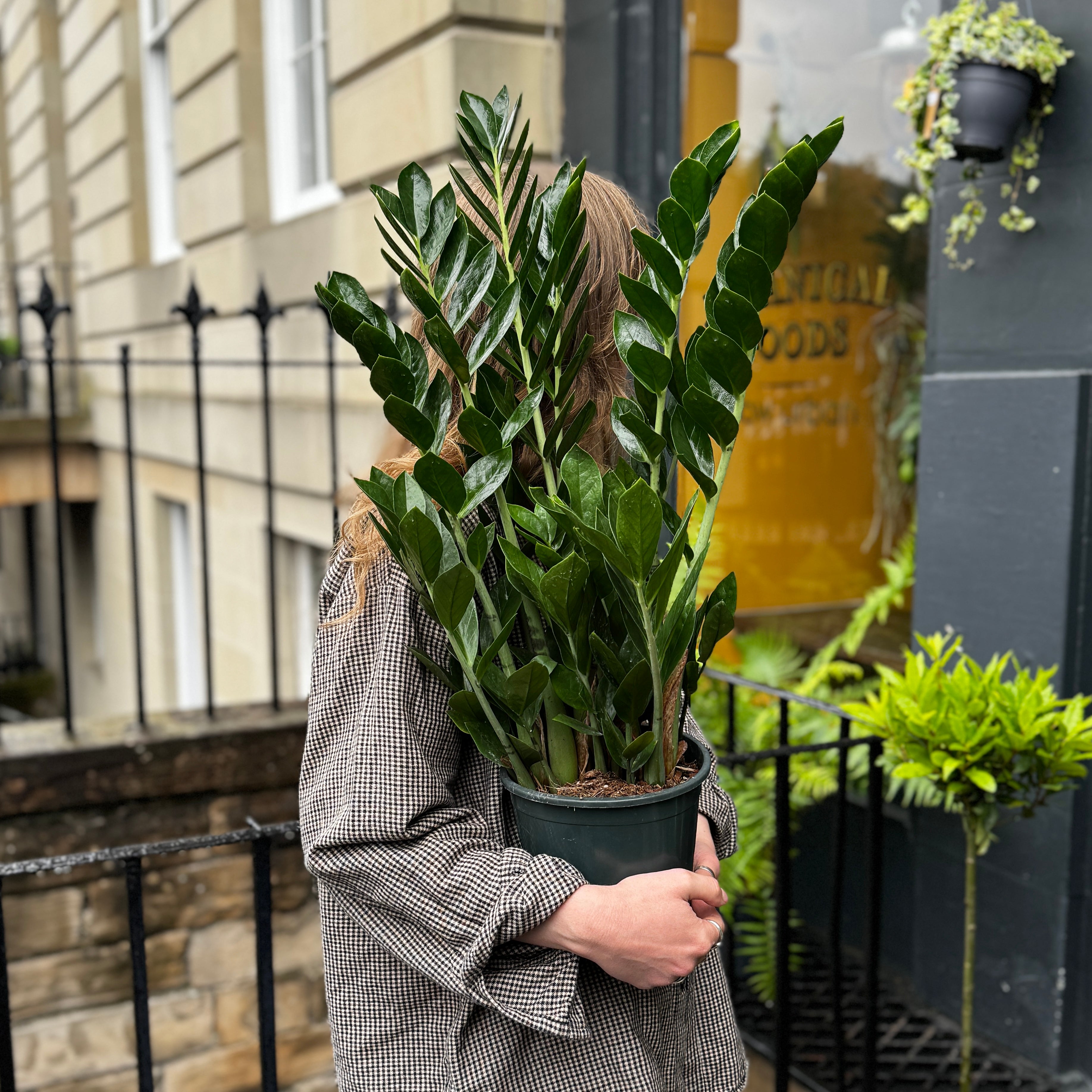 Zamioculcas zamiifolia (17cm pot)