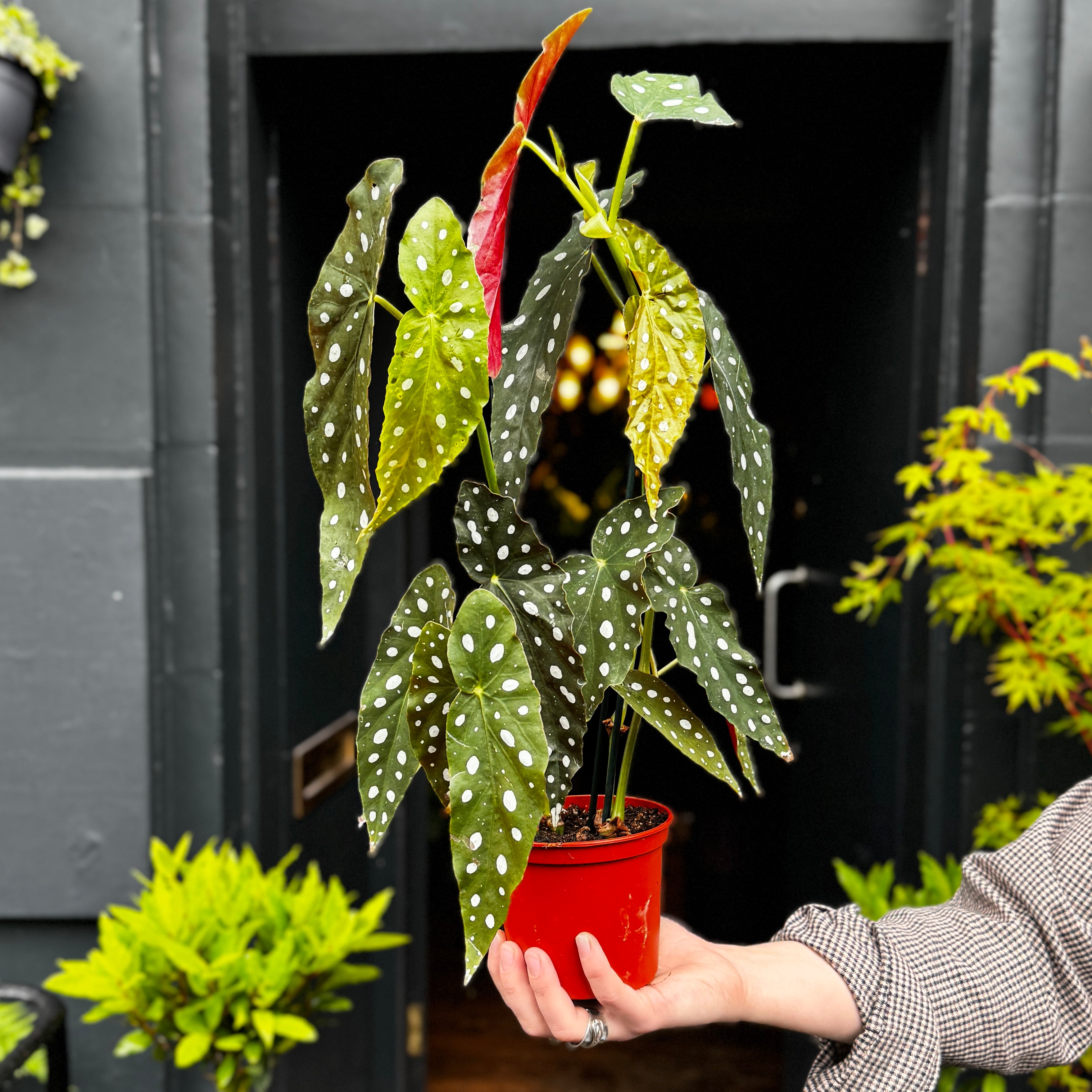 Begonia maculata