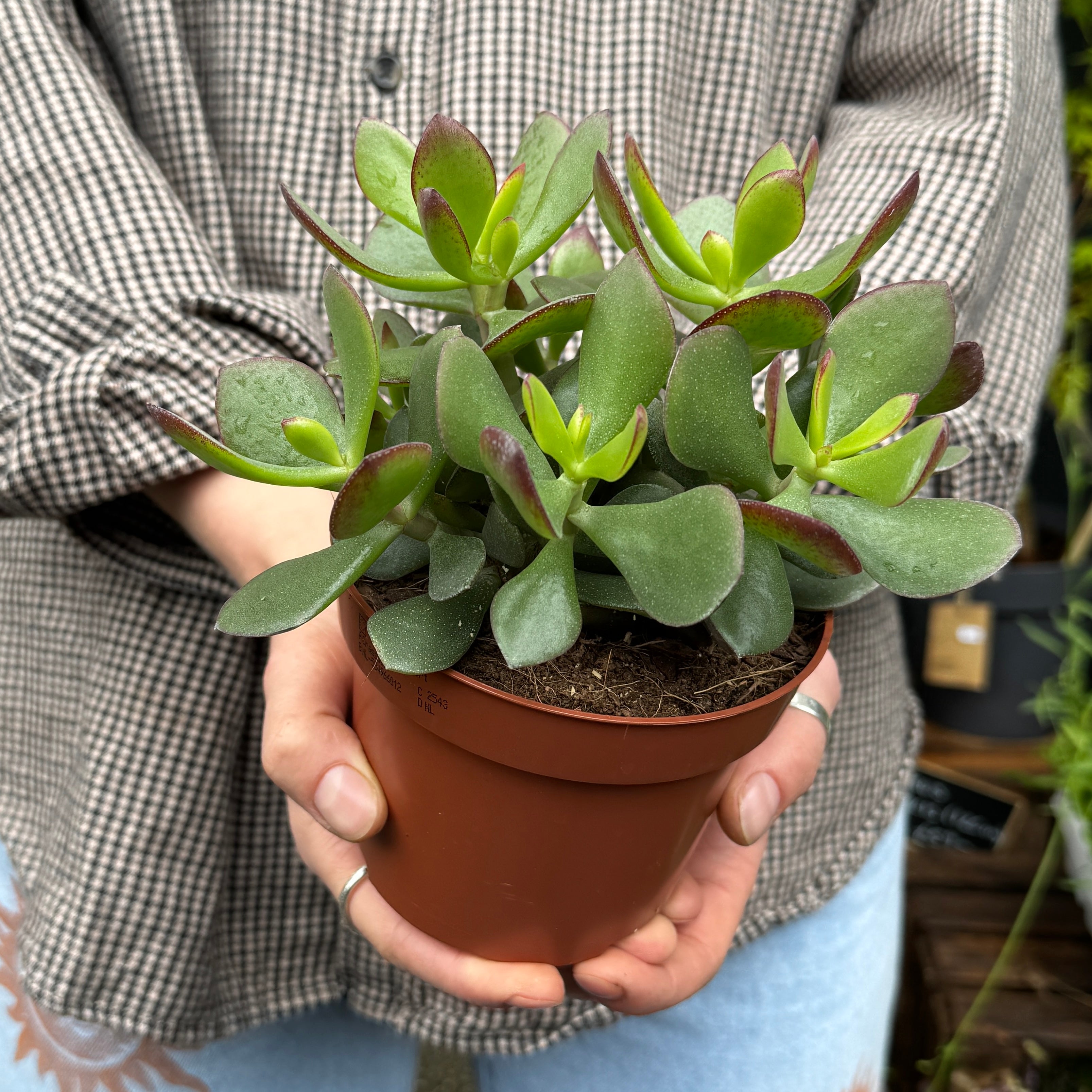 Crassula ovata 'Minova Magic'