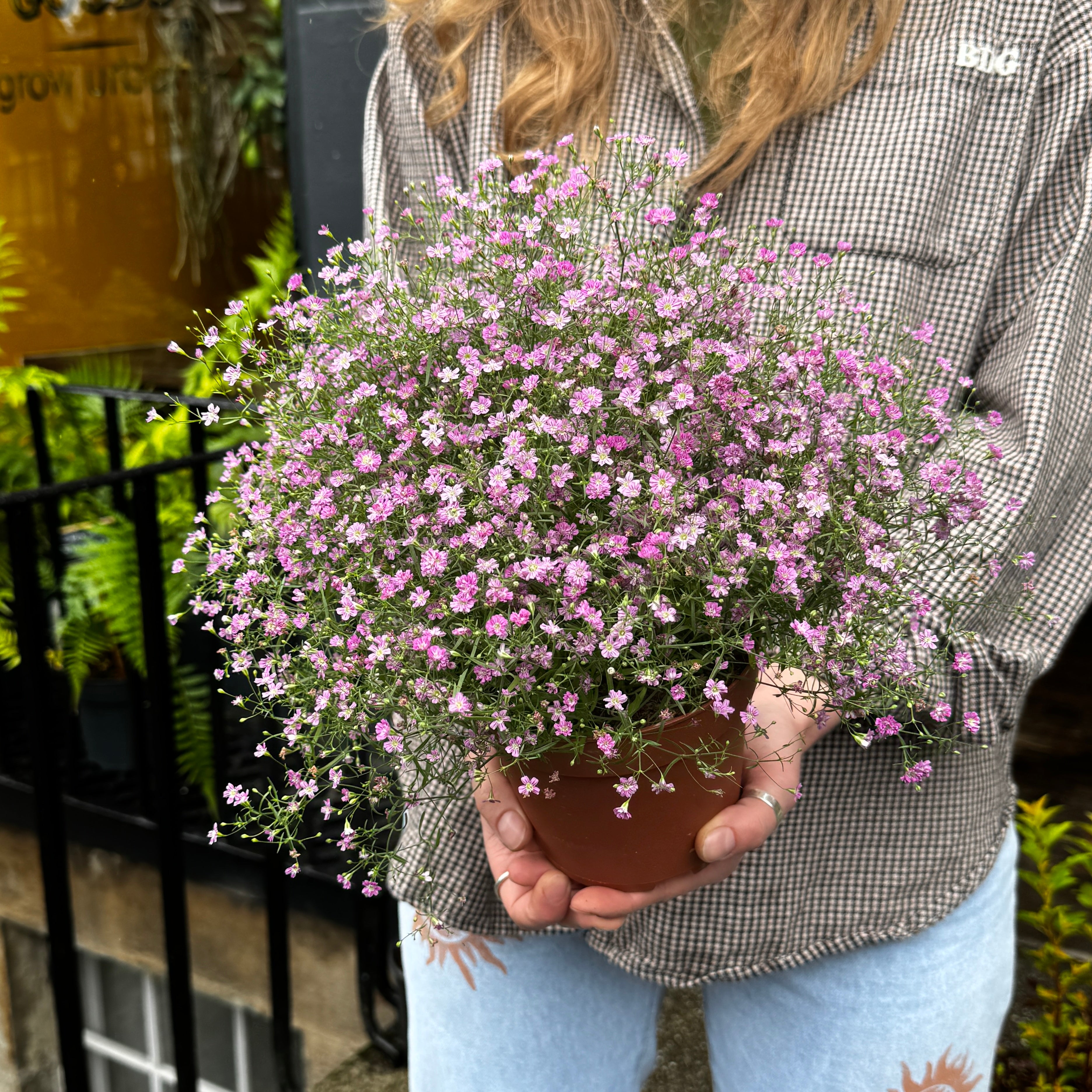 Gypsophila muralis 'Gypsy Pink'