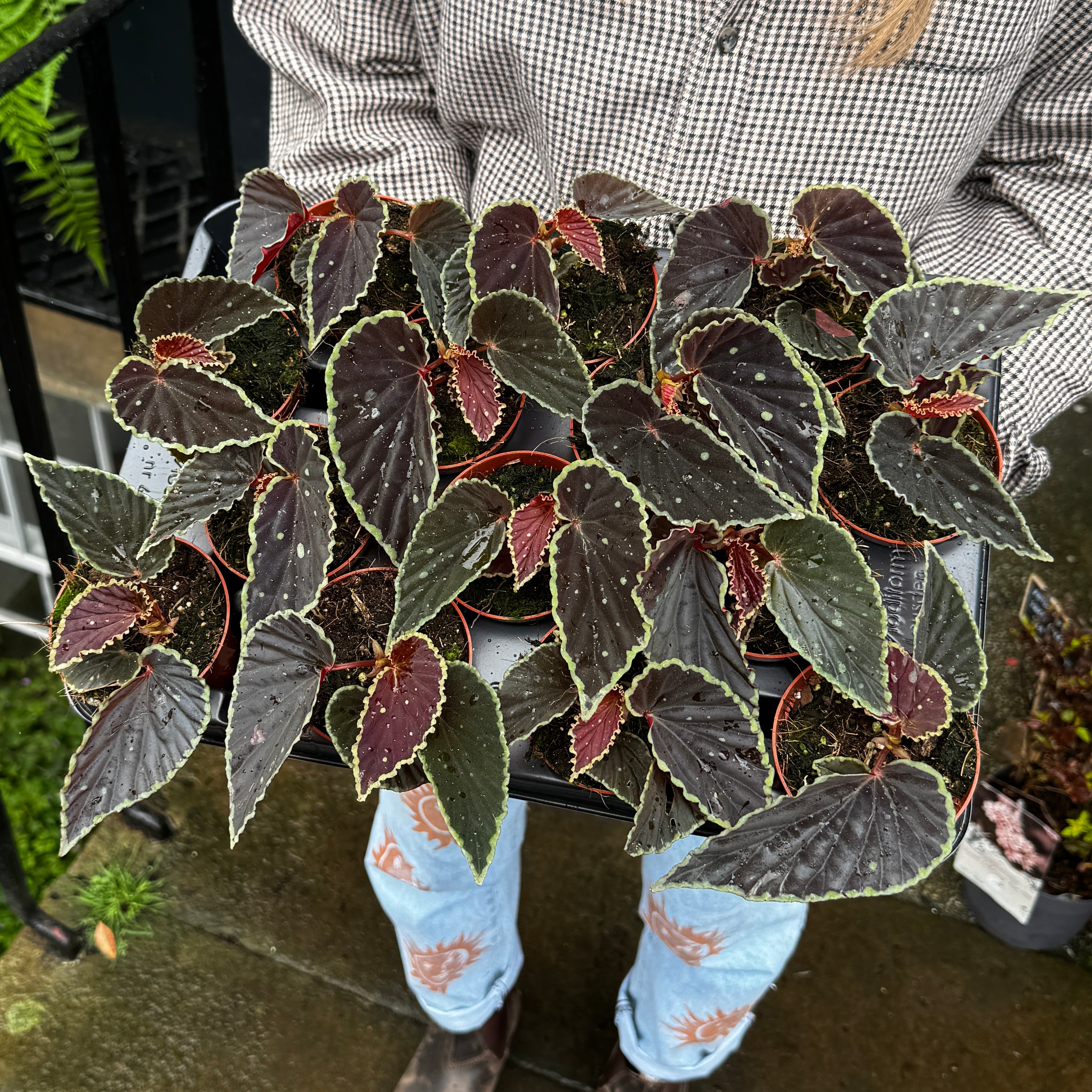 Begonia darthvaderiana 'Green Spots'