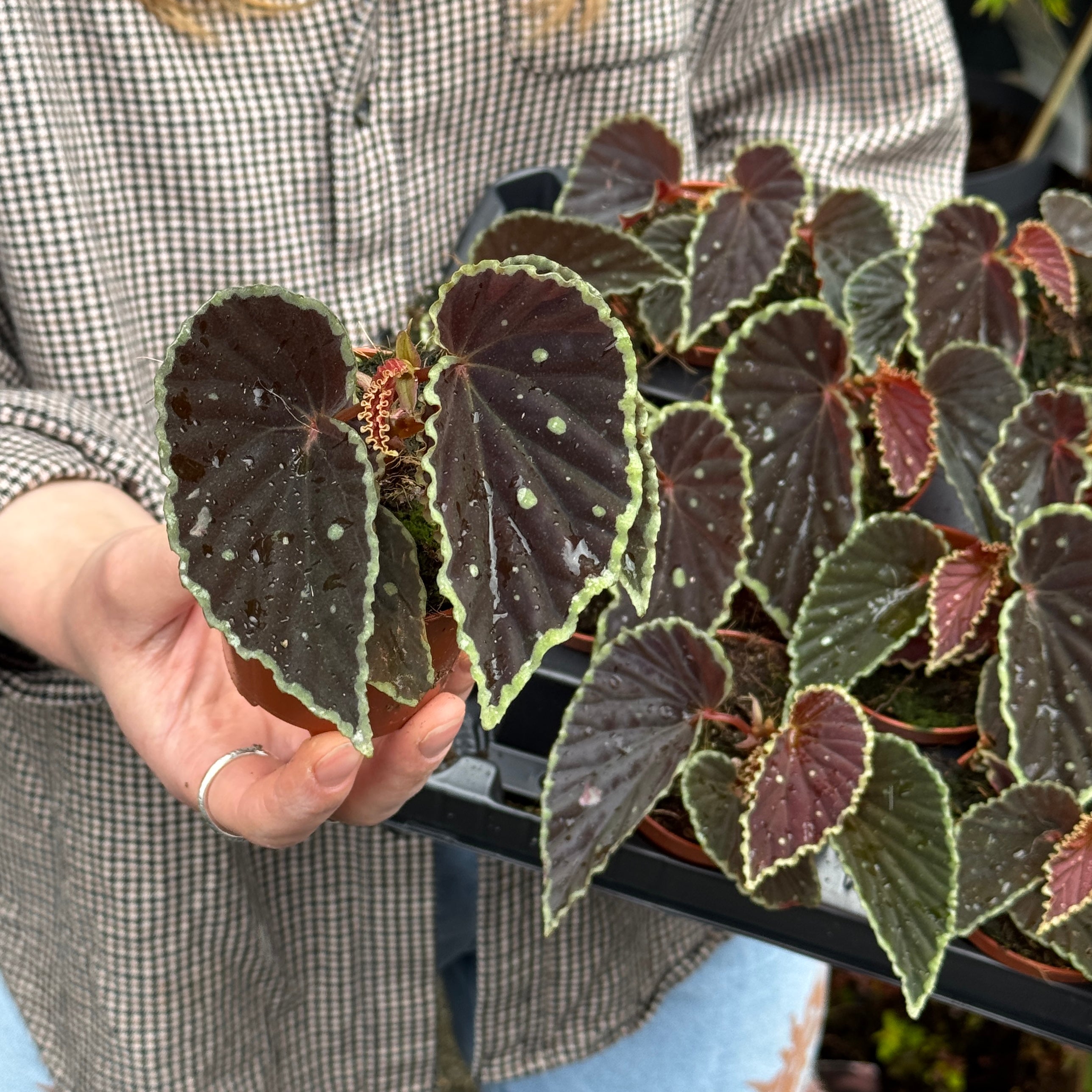 Begonia darthvaderiana 'Green Spots'
