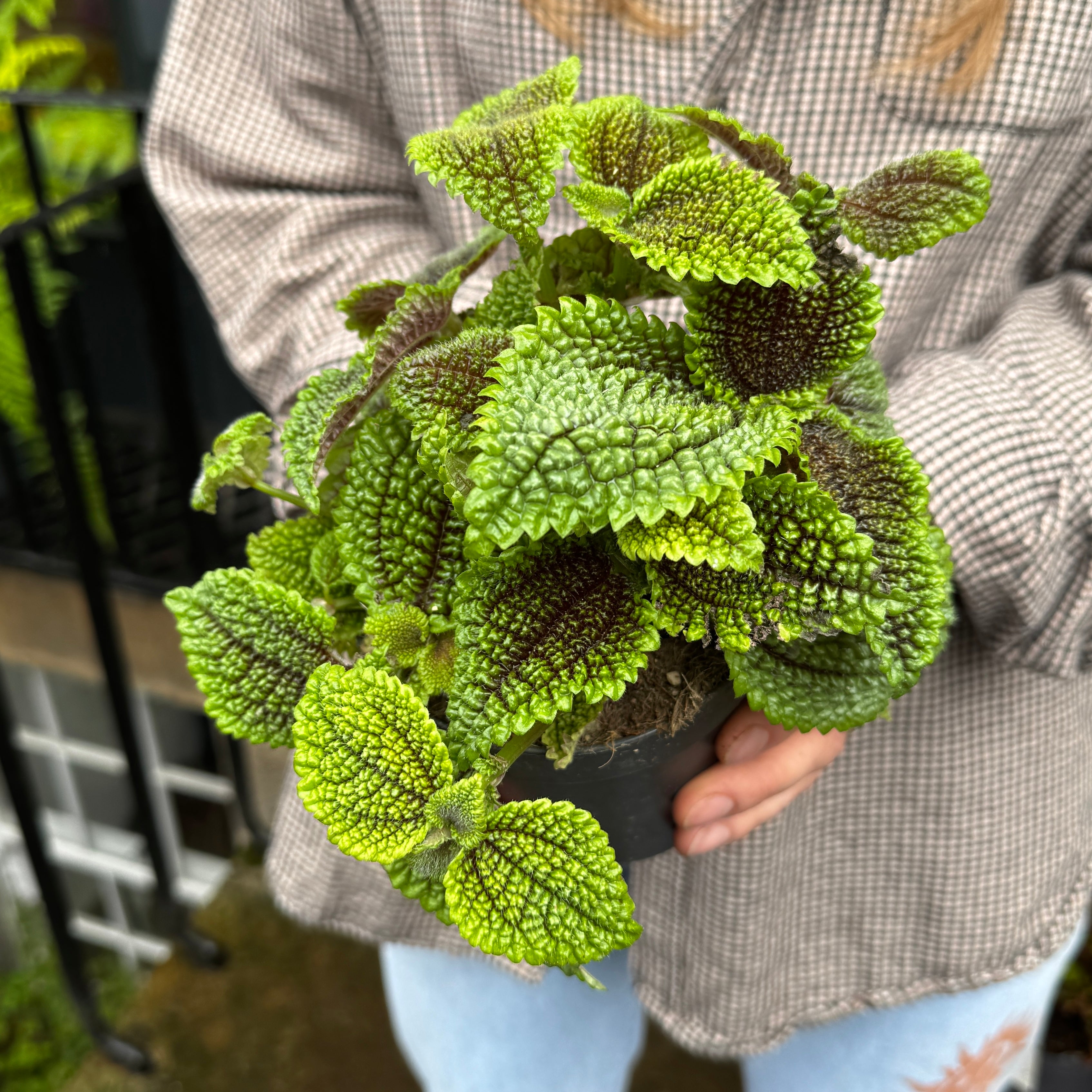 Pilea 'Moon Valley'