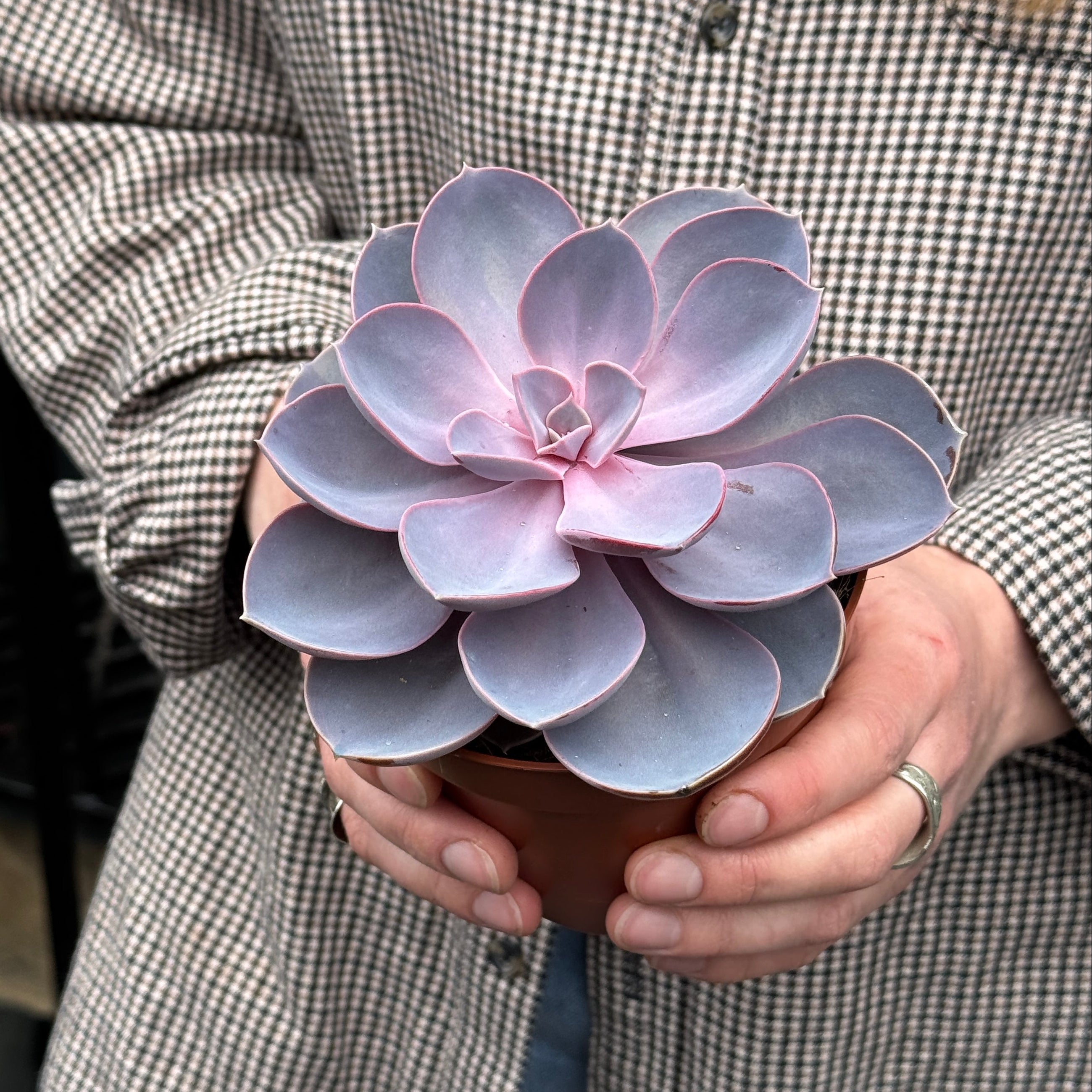 Person holding a potted succulent plant with a checkered shirt