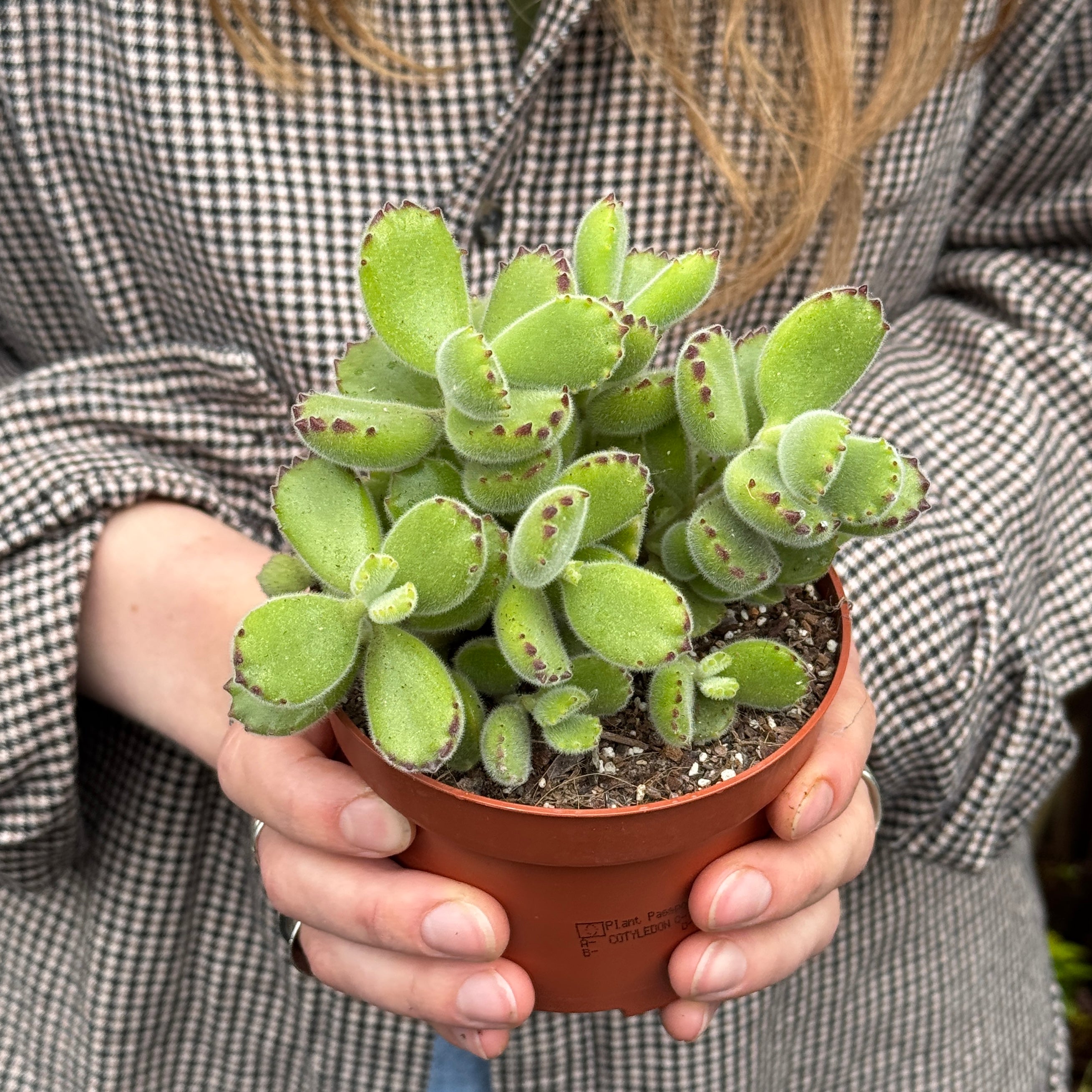 Cotyledon ladismithiensis