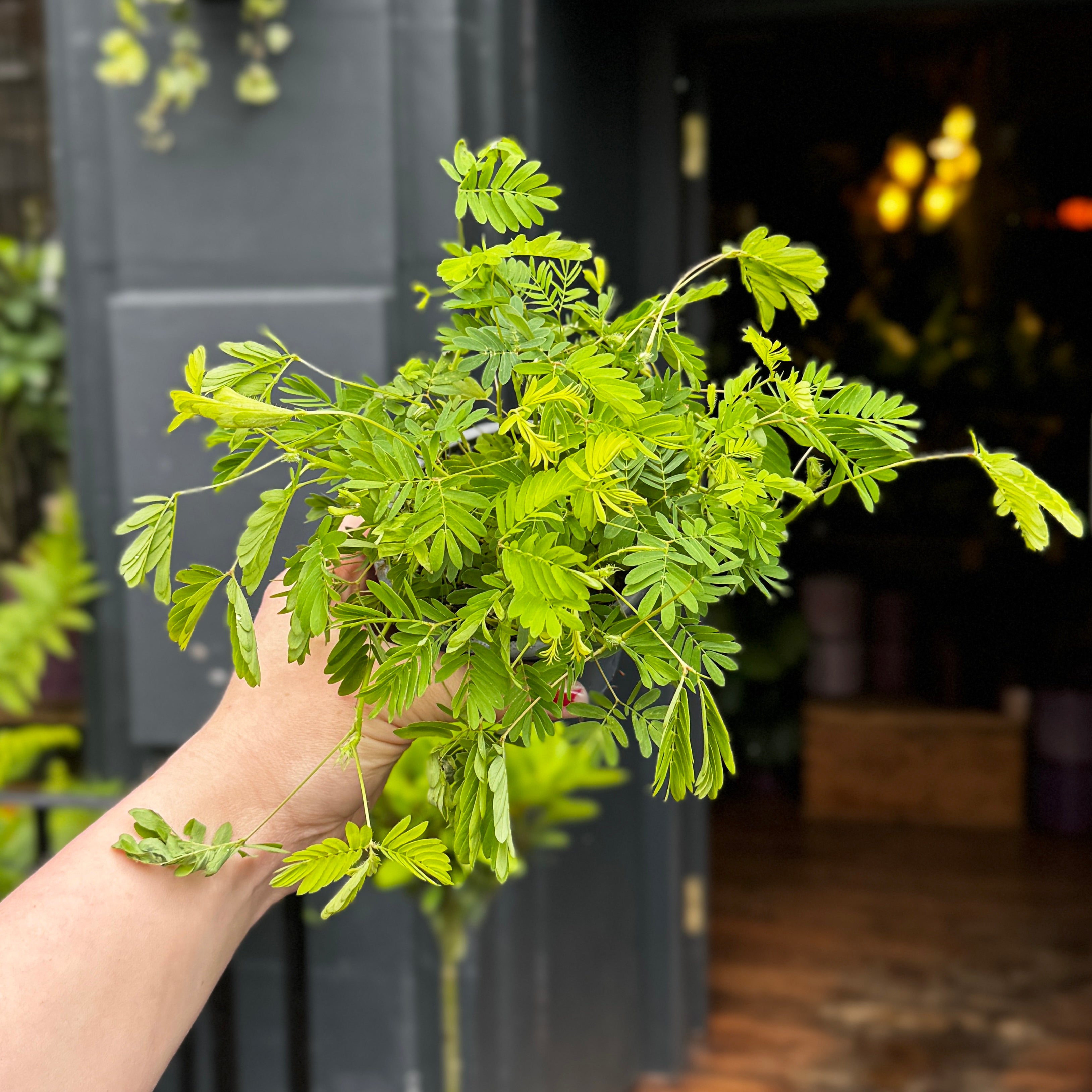 Mimosa pudica