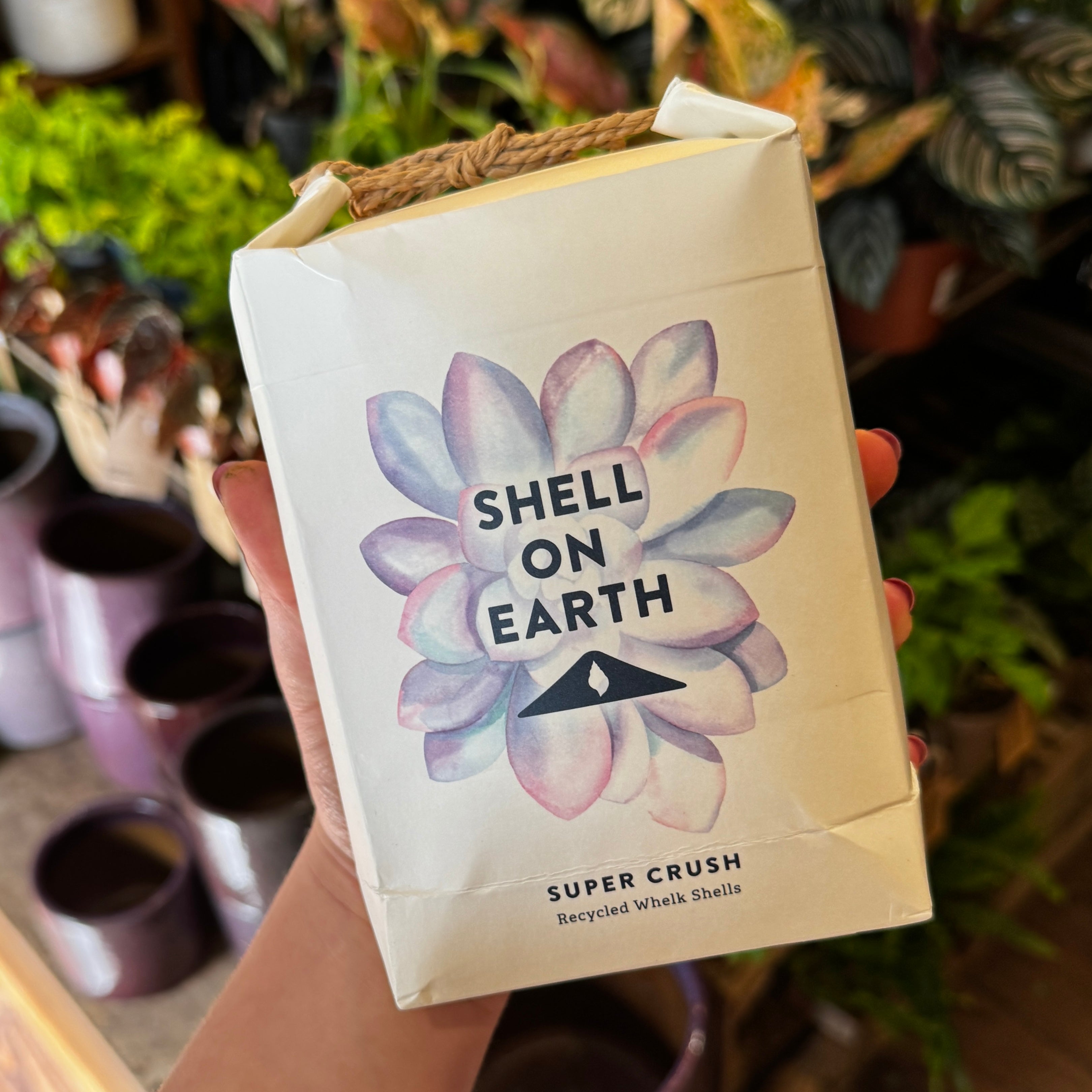 Shell On Earth – "Super Crush" Whelk Shells